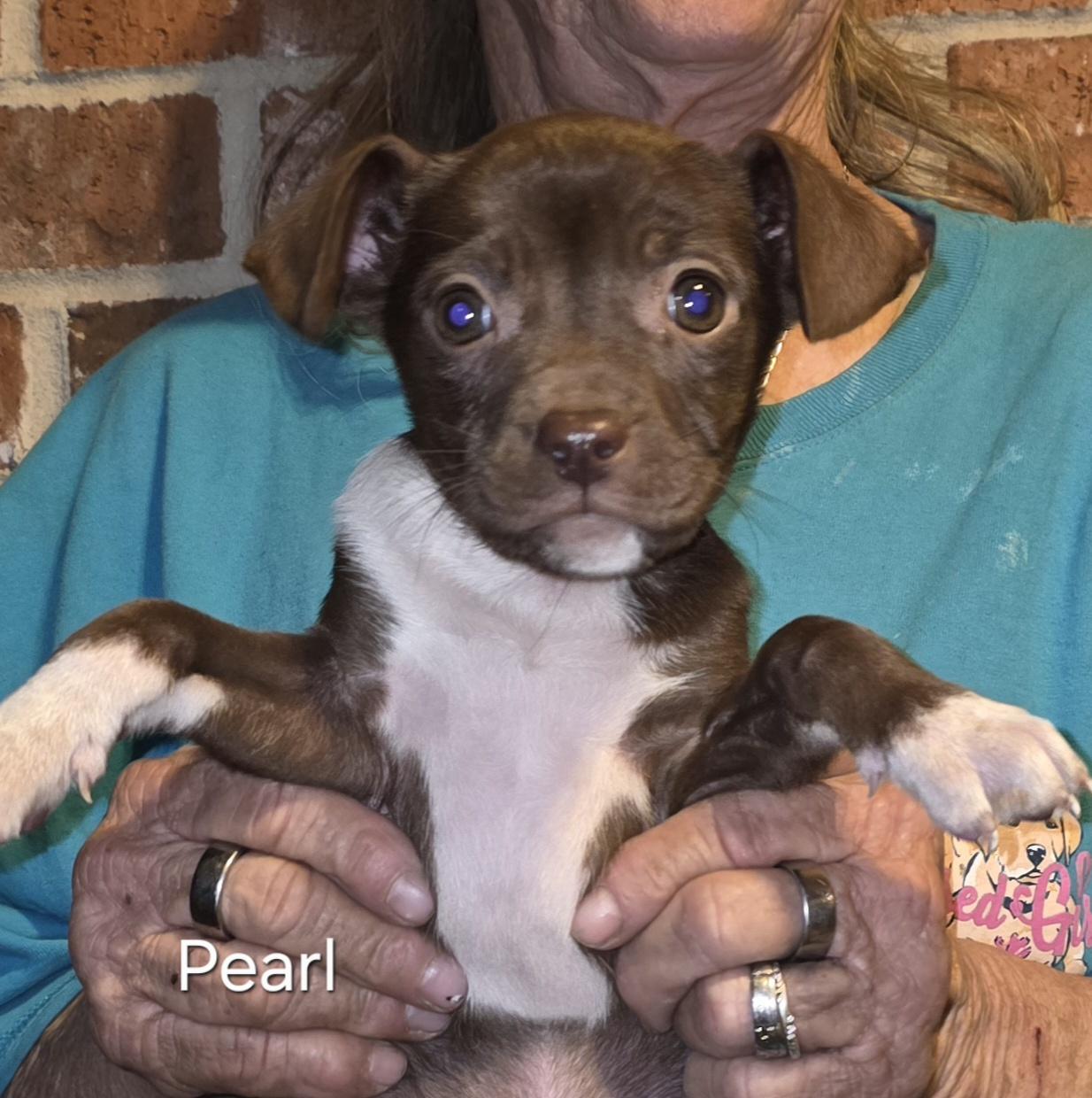 Enlarge Pearl, a ADOPTABLE mixed breed in Warren, RI image 4/5