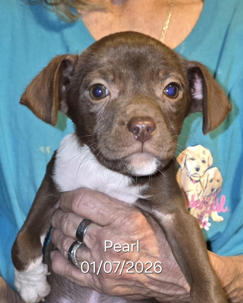 Enlarge Pearl, a ADOPTABLE mixed breed in Warren, RI image 5/5
