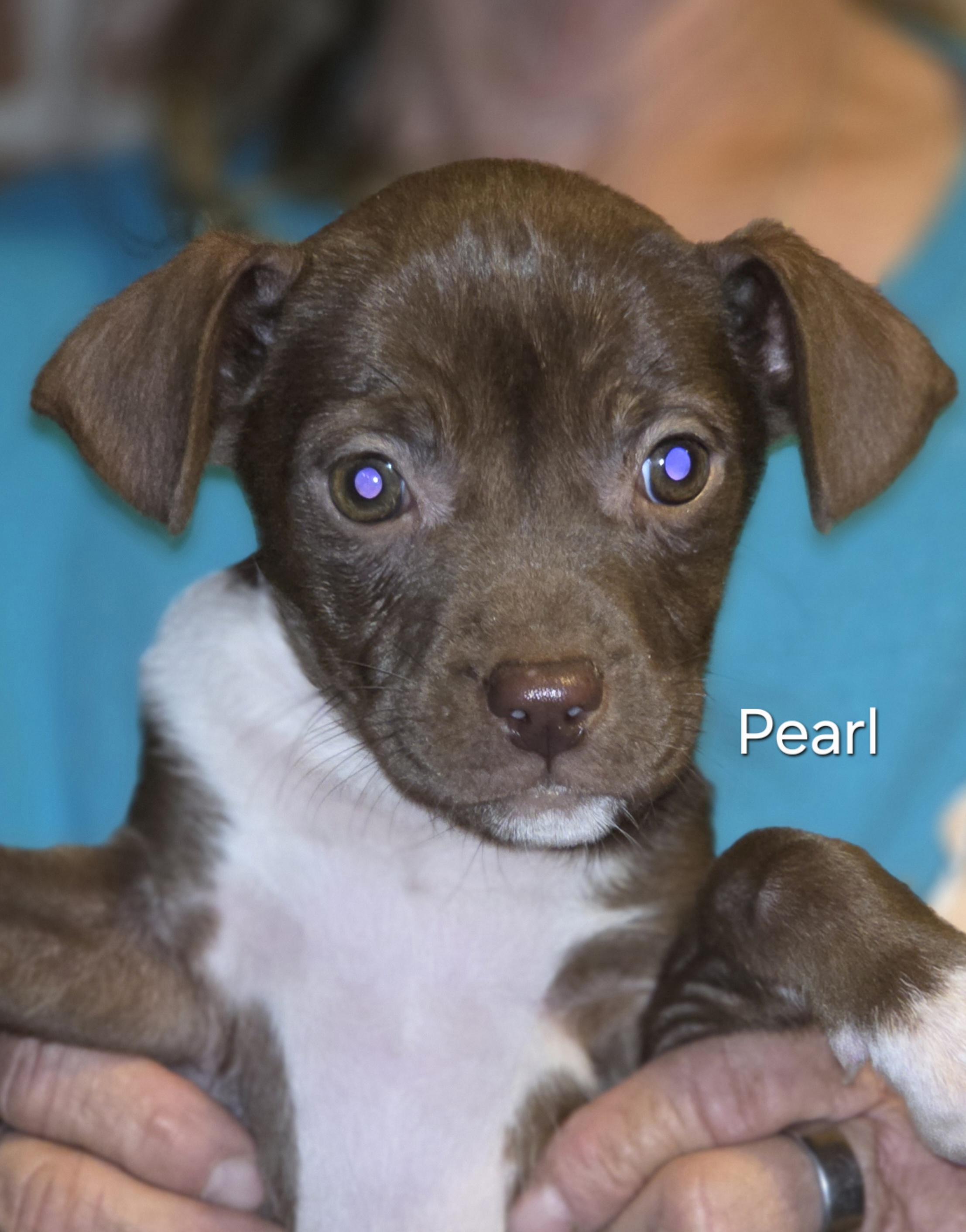 Enlarge Pearl, a ADOPTABLE mixed breed in Warren, RI image 3/5
