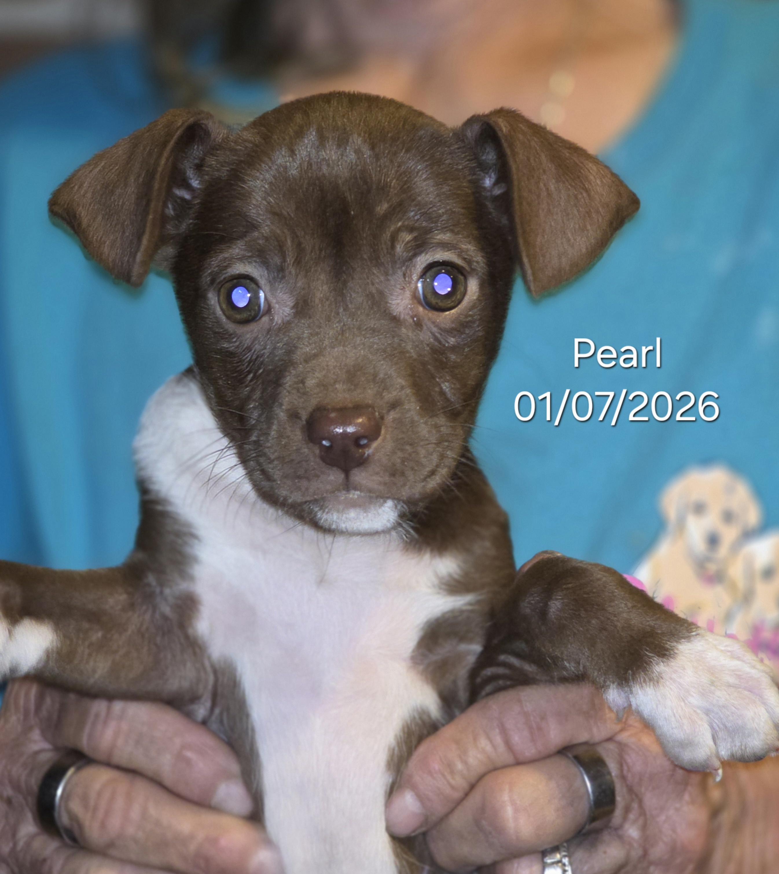 Pearl, ADOPTABLE, Puppy Female Chihuahua & Rat Terrier.