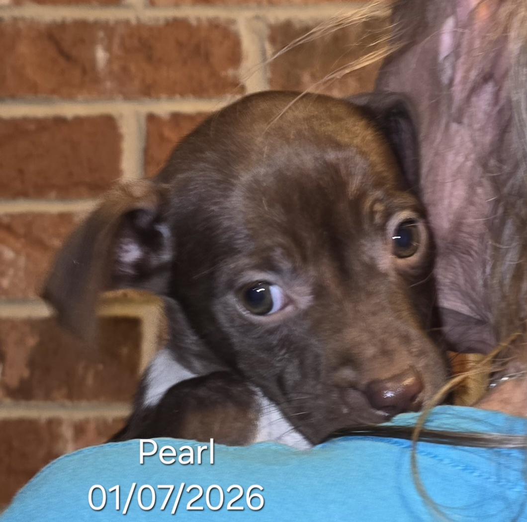 Enlarge Pearl, a ADOPTABLE mixed breed in Warren, RI image 2/5