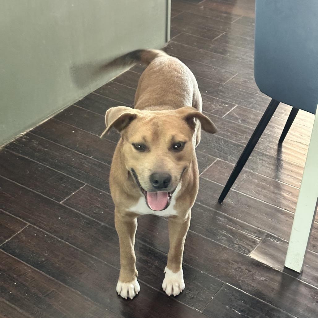 James, Adoptable, Adult Male Mixed Breed.