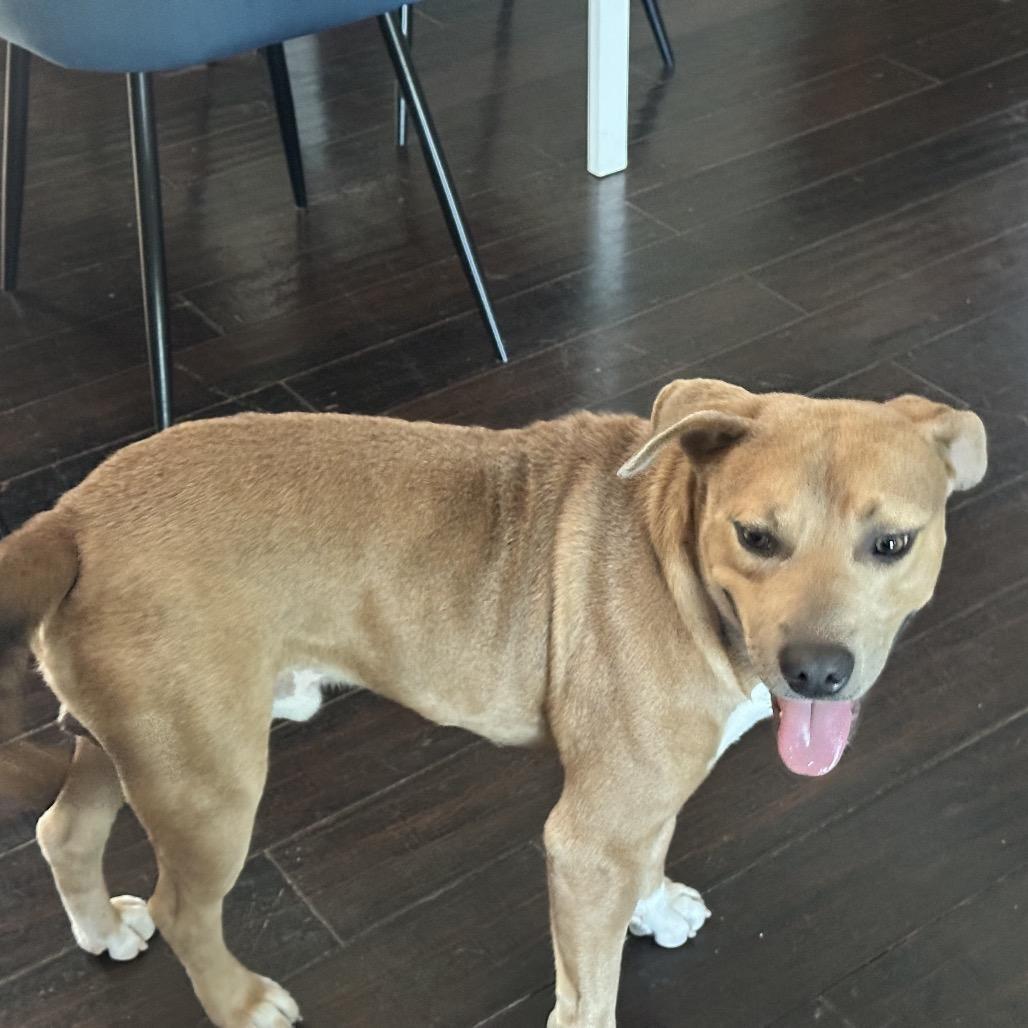Enlarge James, a Adoptable Mixed Breed in Corbin, KY image 2/4