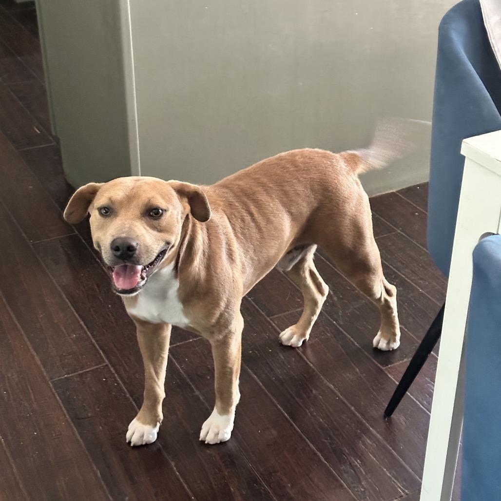 Enlarge James, a Adoptable Mixed Breed in Corbin, KY image 3/4