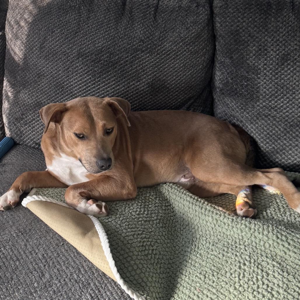 Enlarge James, a Adoptable Mixed Breed in Corbin, KY image 4/4