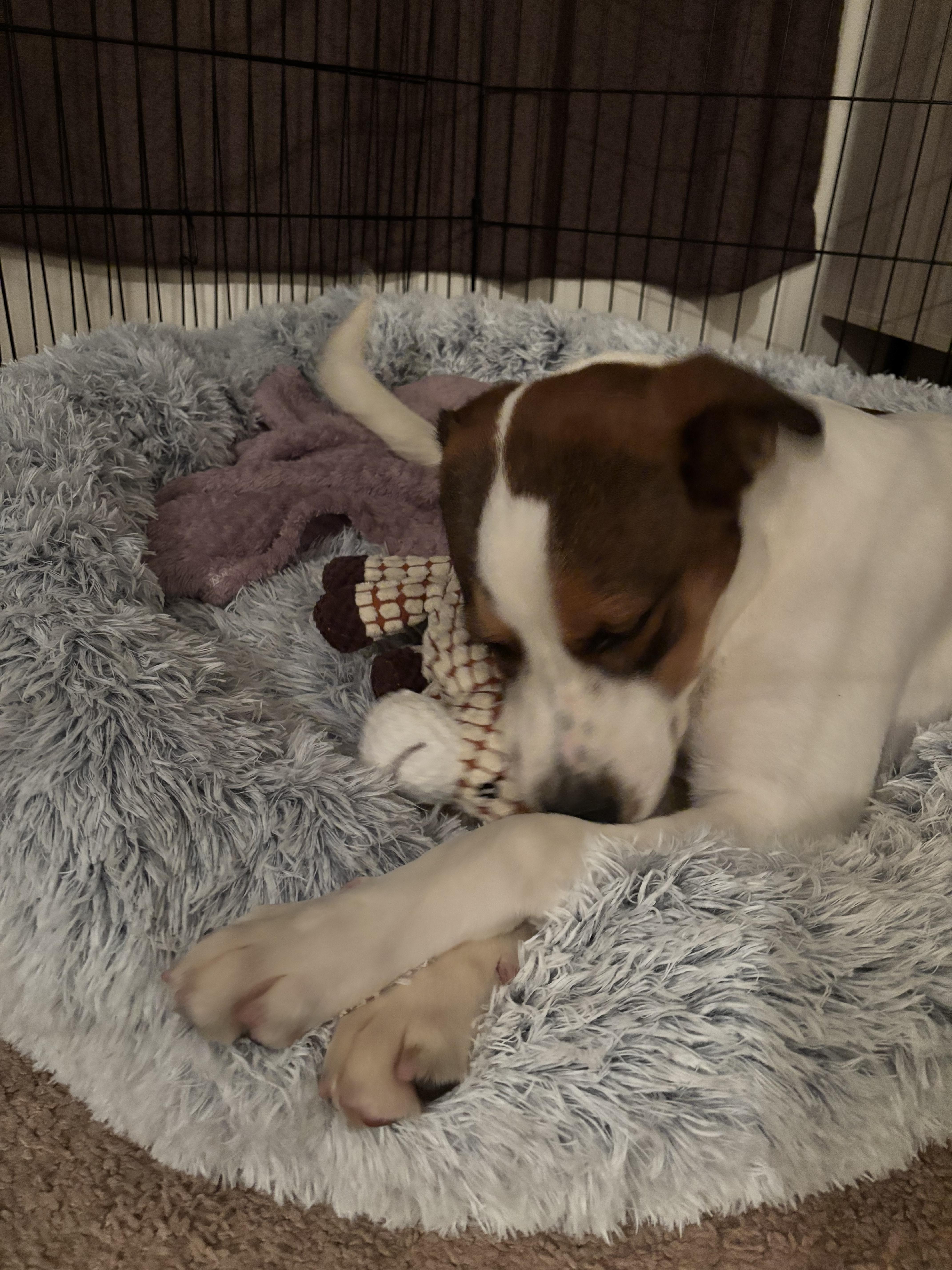 Piper photo 2