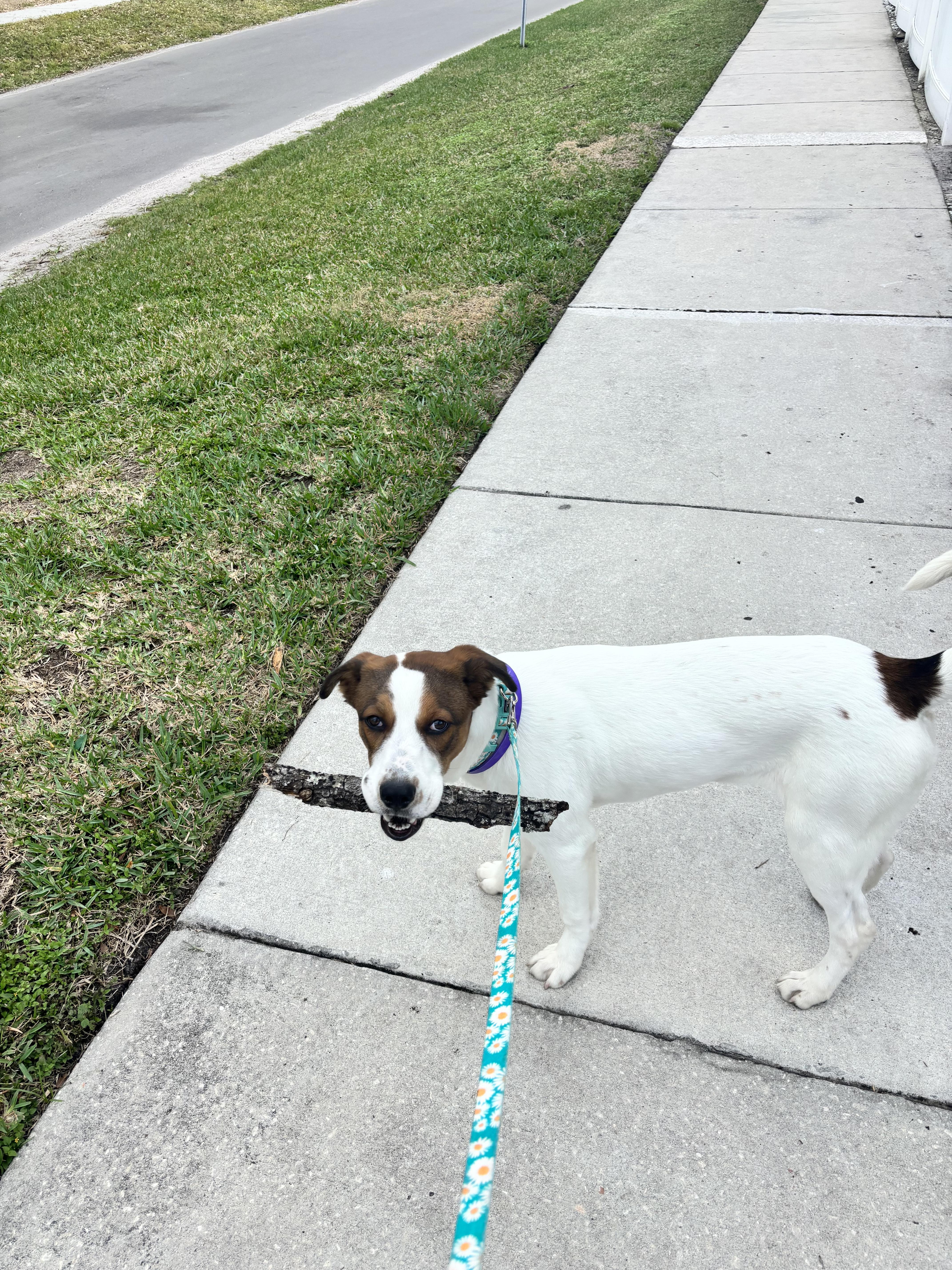 Piper photo 4