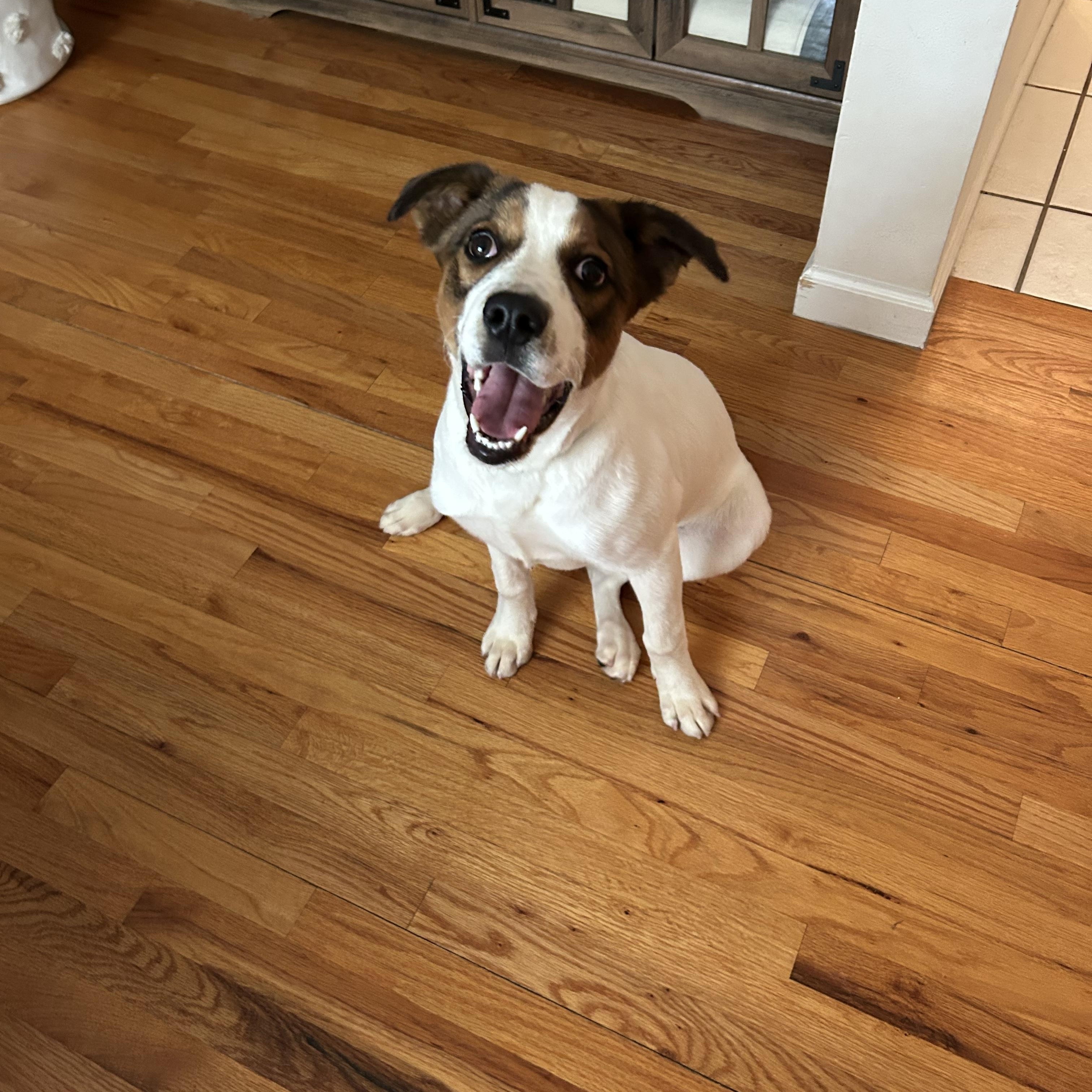 Piper, Baby Female Mixed Breed