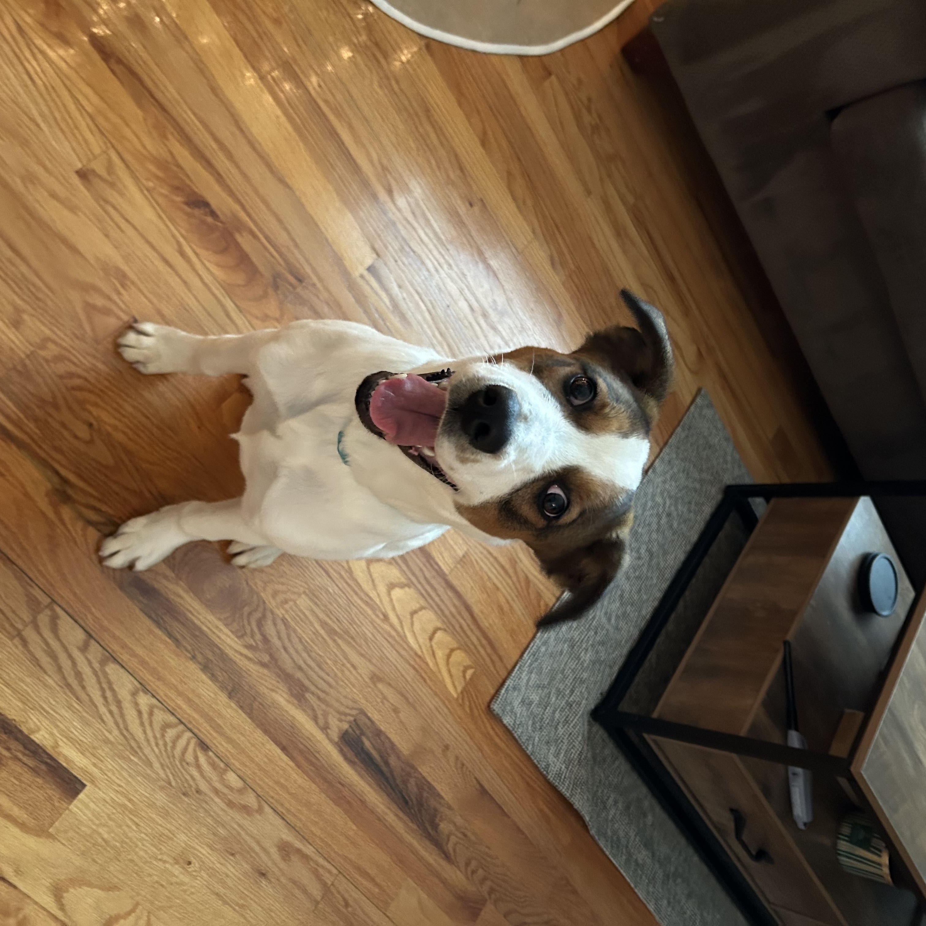 Piper photo 5