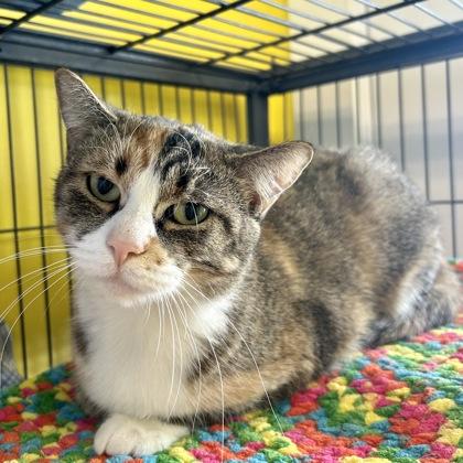 Enlarge Bubblegum, a Adoptable mixed breed in East Montpelier, VT image 2/2