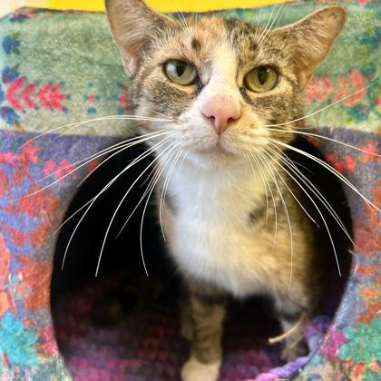 Enlarge Bubblegum, a Adoptable mixed breed in East Montpelier, VT image 1/1
