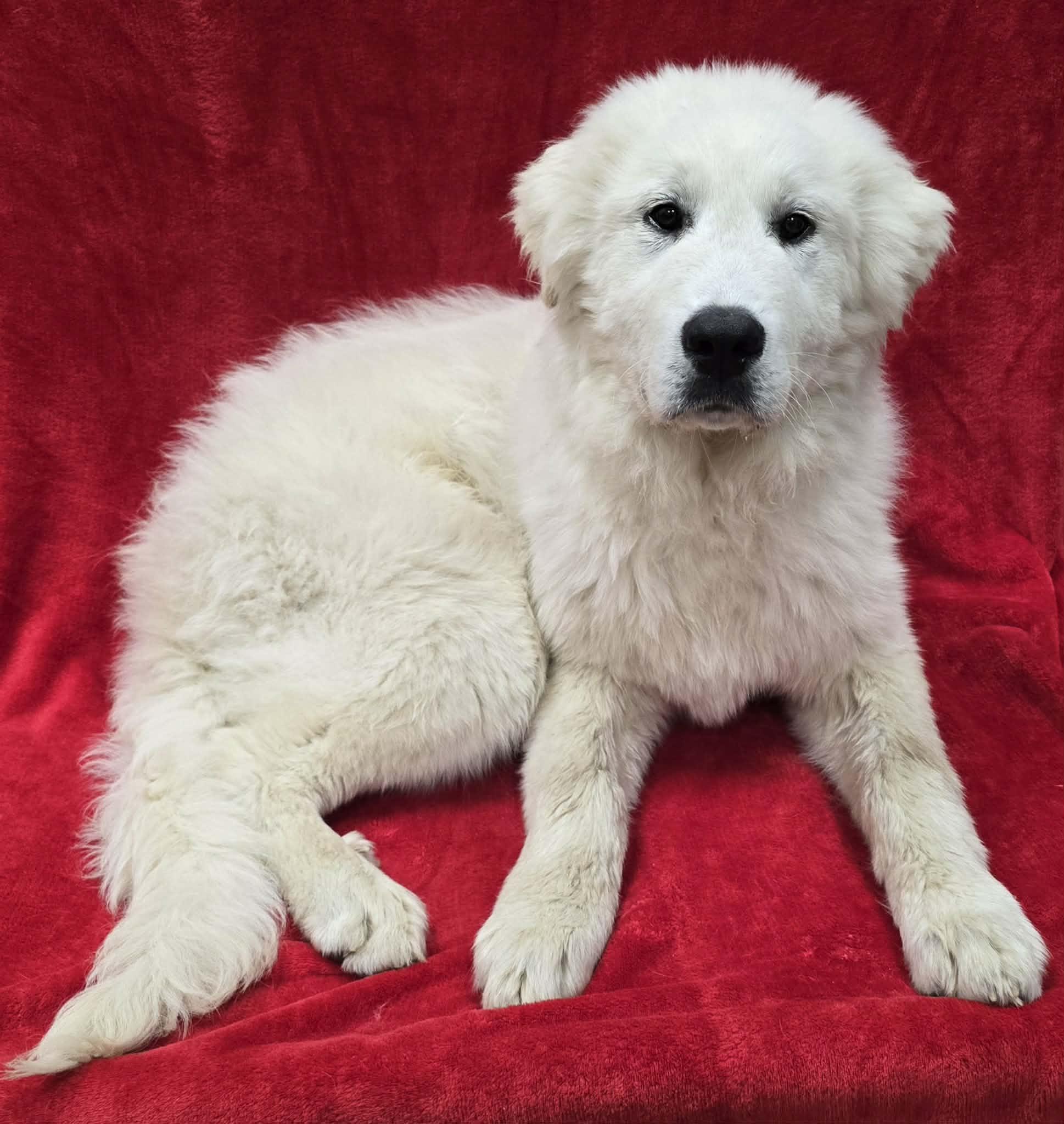 Churro, an adopted Great Pyrenees in Frankfort, IN image 2/5