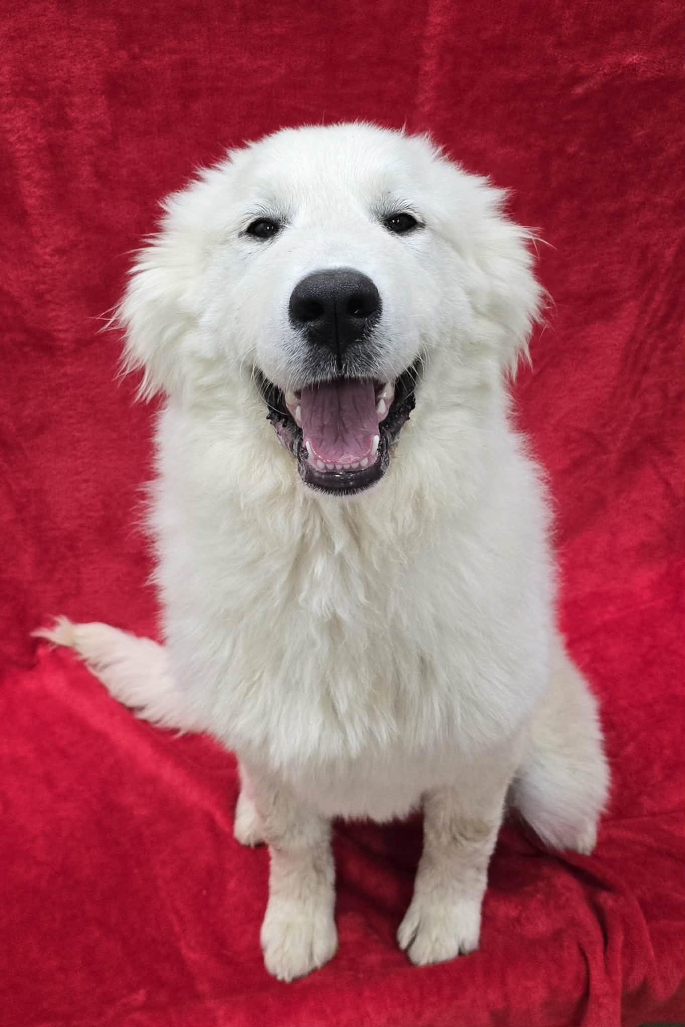 Churro, adopted, Young Male Great Pyrenees.