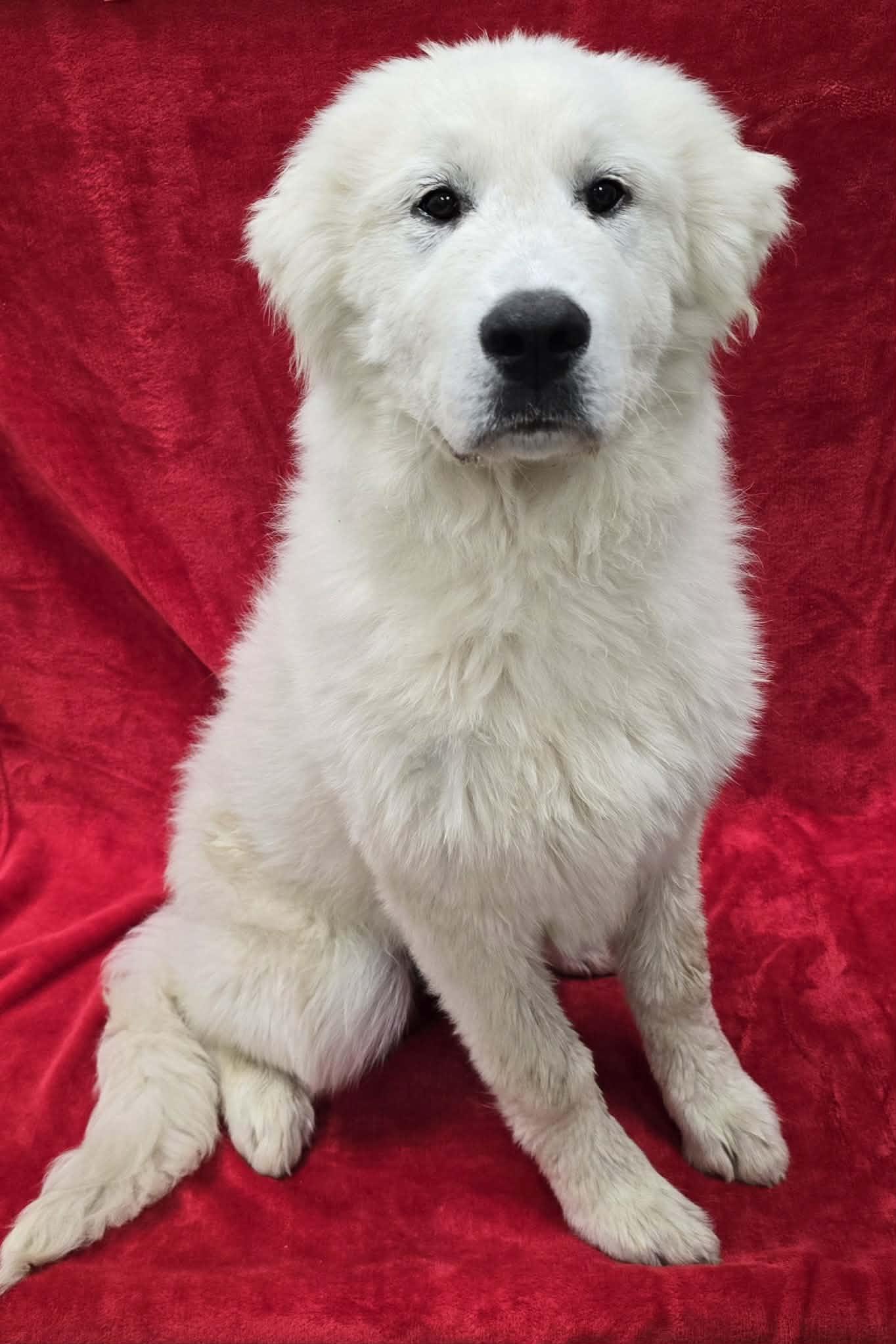 Churro, an adopted Great Pyrenees in Frankfort, IN image 3/5