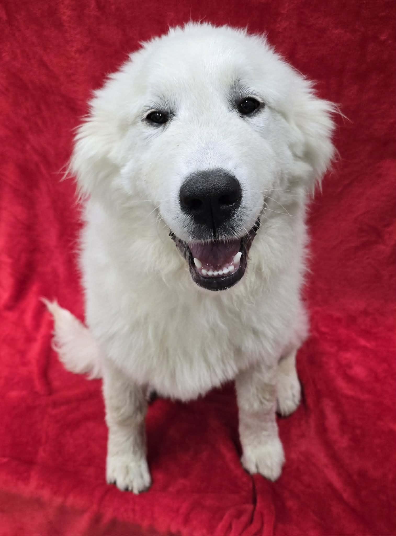 Churro, an adopted Great Pyrenees in Frankfort, IN image 4/5