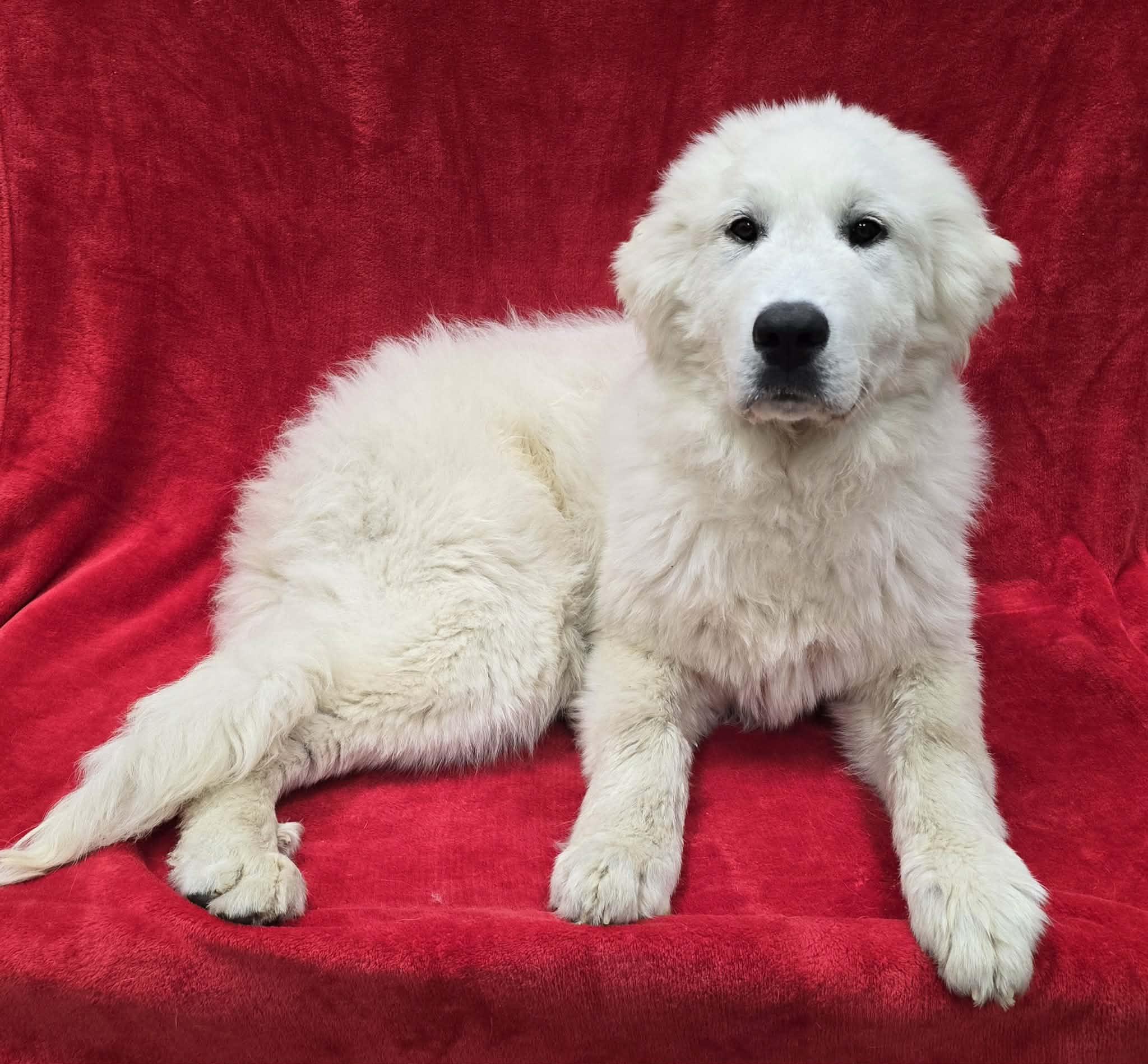 Churro, an adopted Great Pyrenees in Frankfort, IN image 5/5