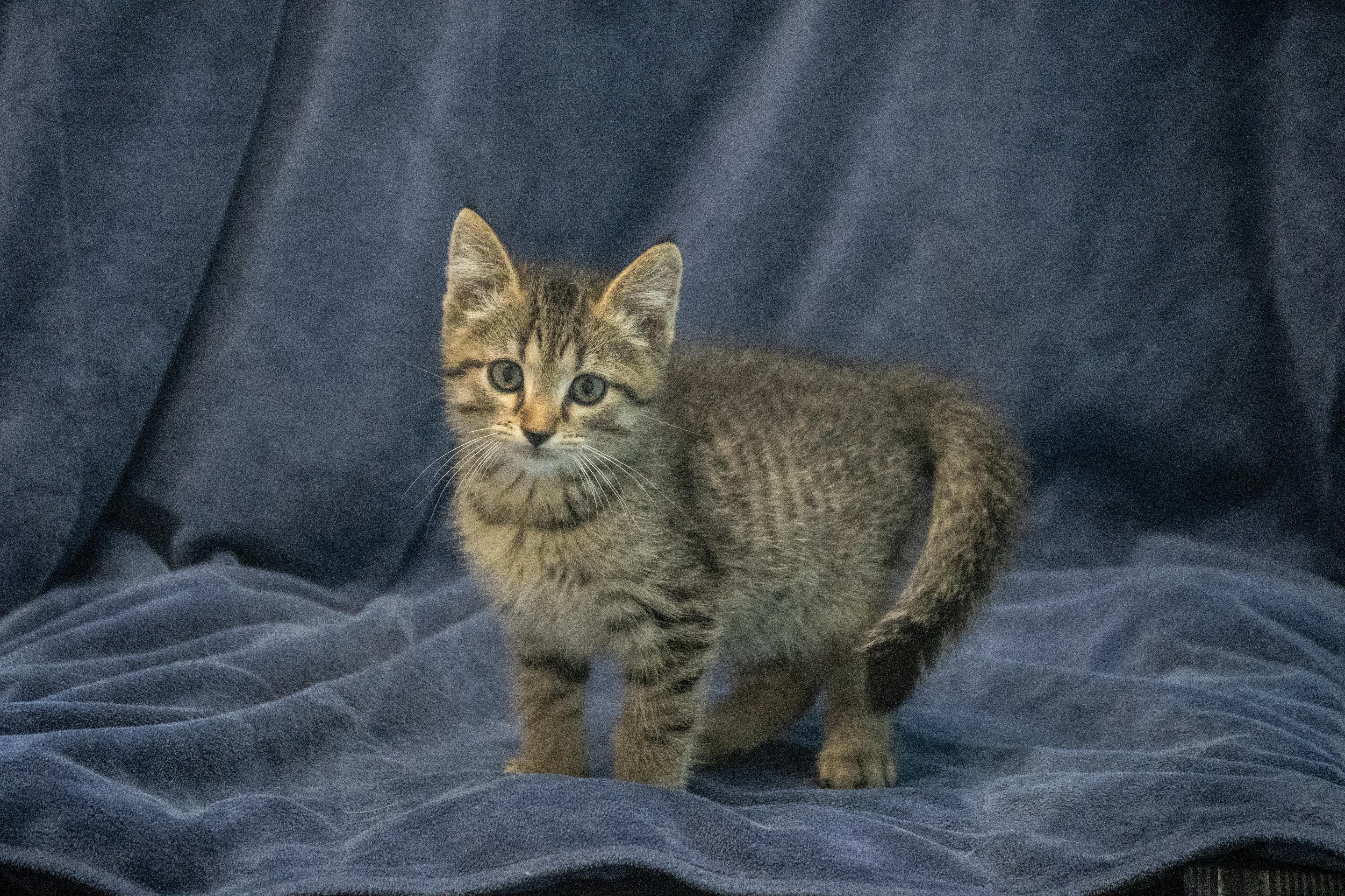 Enlarge Mr. Pibb, a Adopted mixed breed in Winchester, KY image 1/2