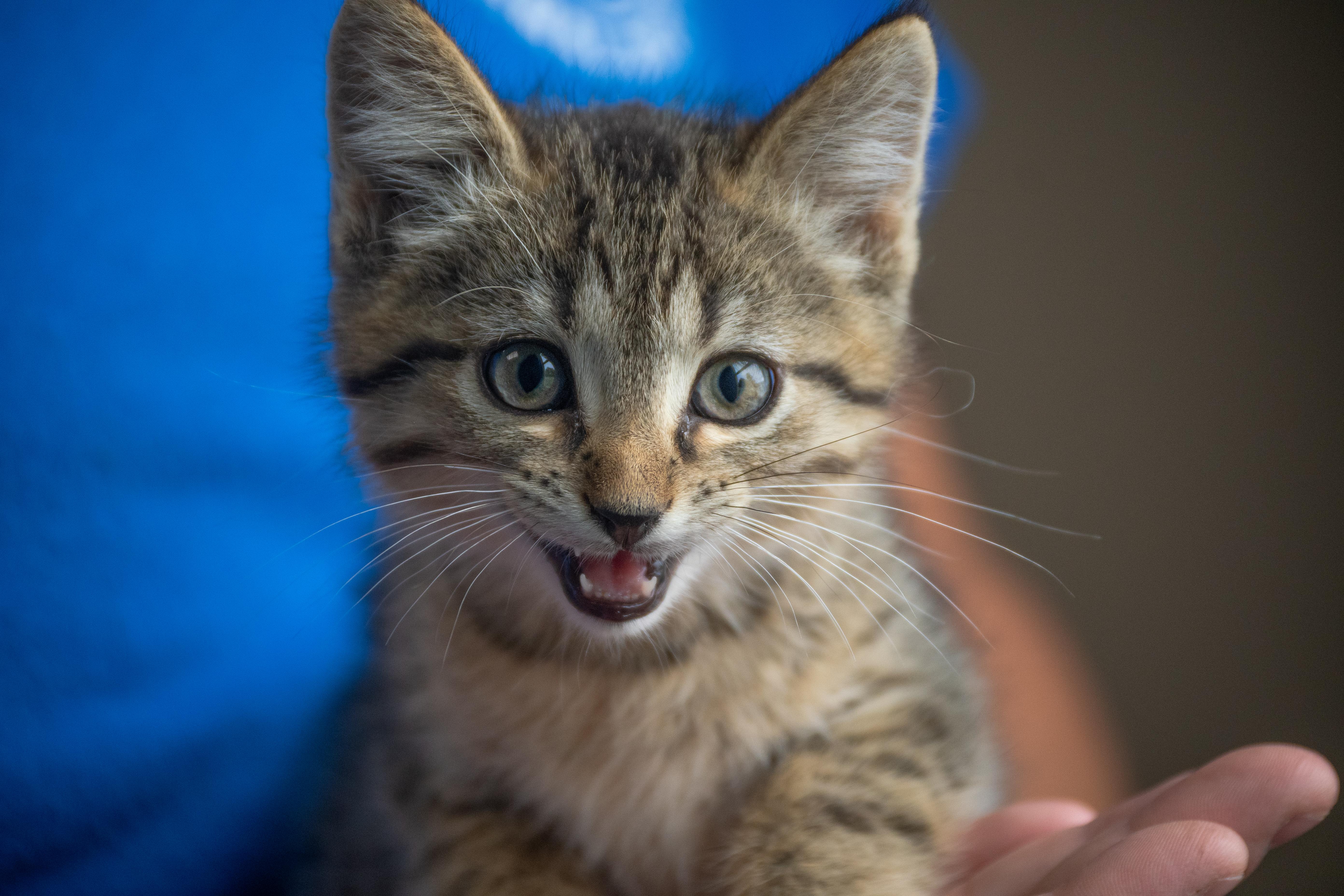 Enlarge Mr. Pibb, a Adopted mixed breed in Winchester, KY image 2/2