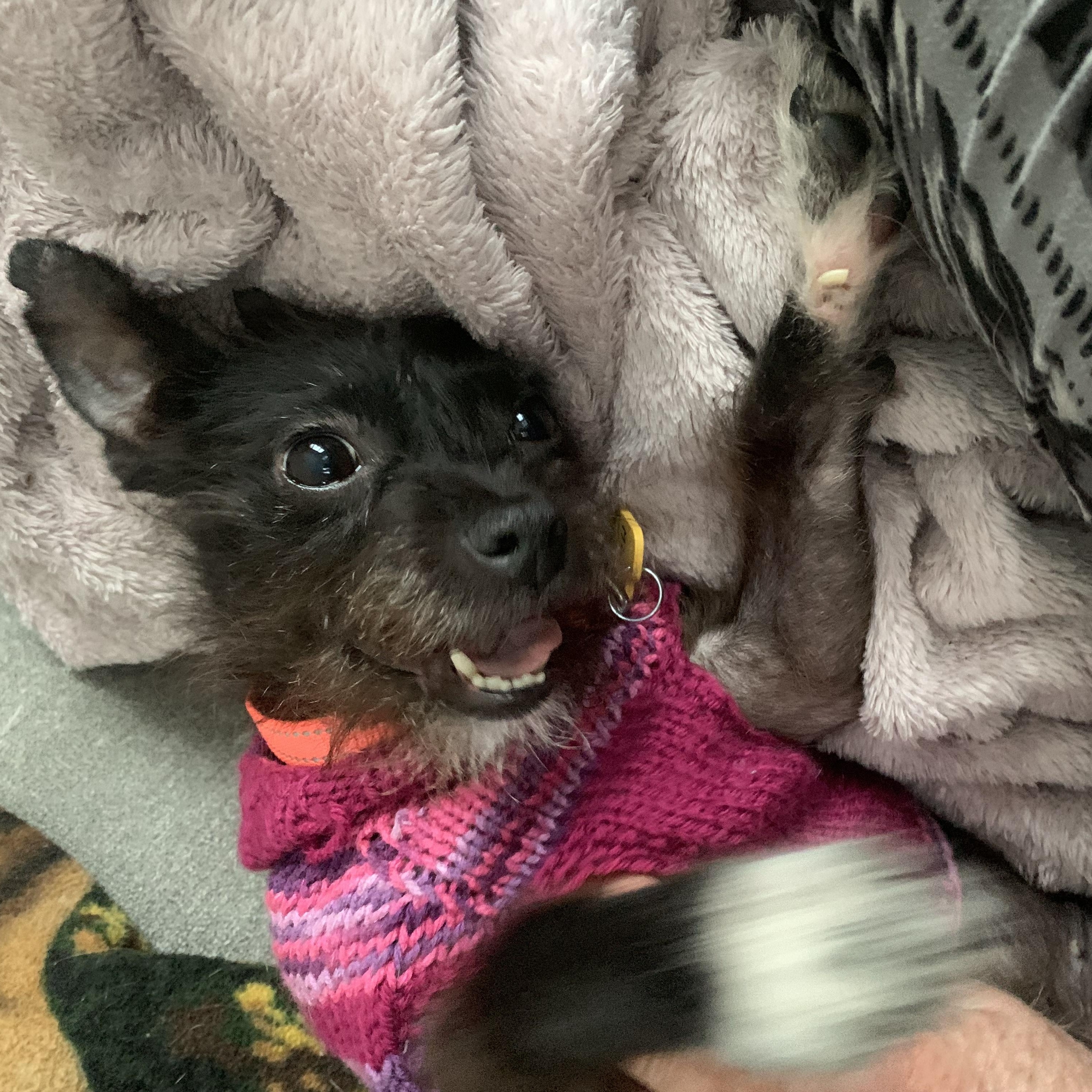 Enlarge Mitsy, an adopted mixed breed in Gravenhurst, ON image 2/6