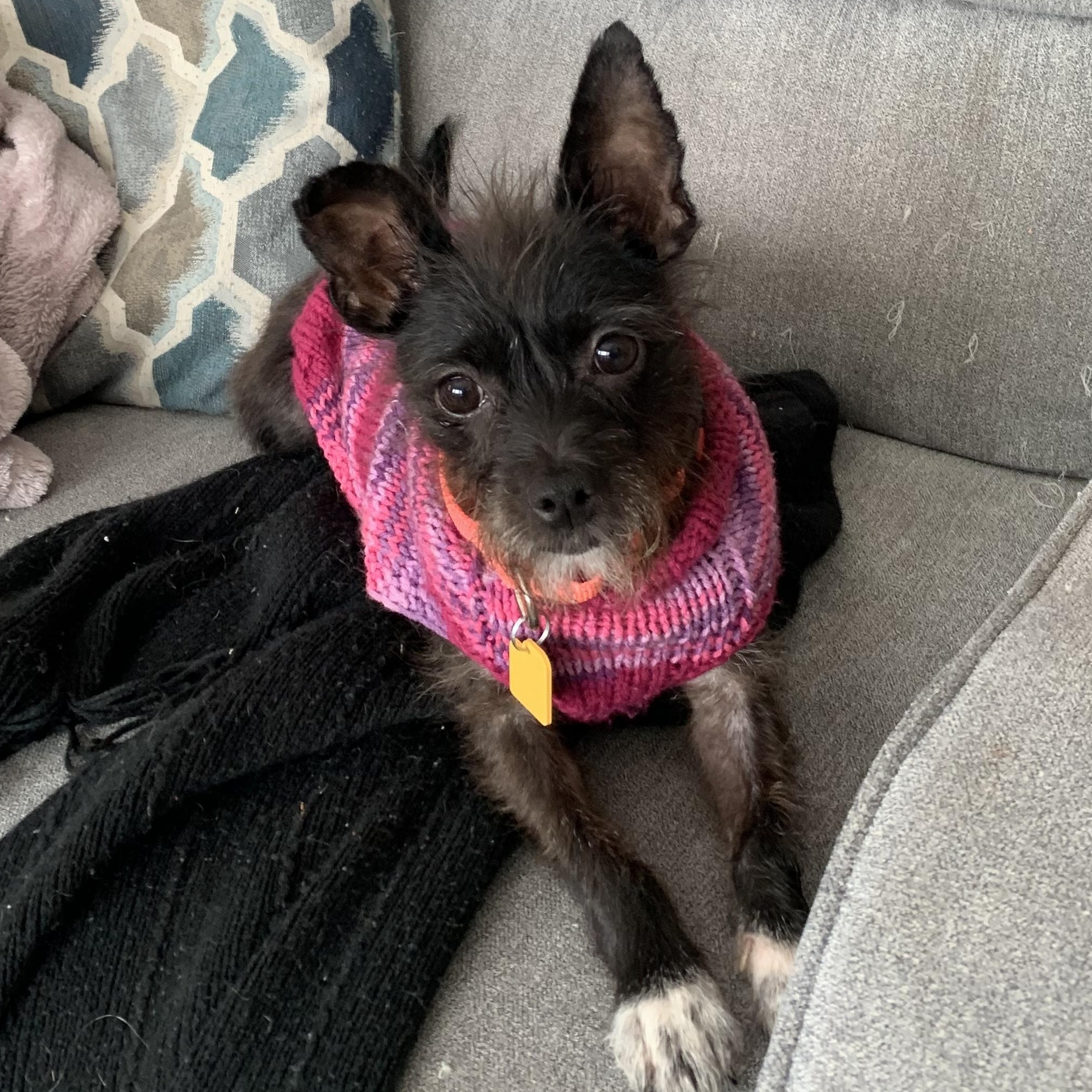 Enlarge Mitsy, an adopted mixed breed in Gravenhurst, ON image 5/6