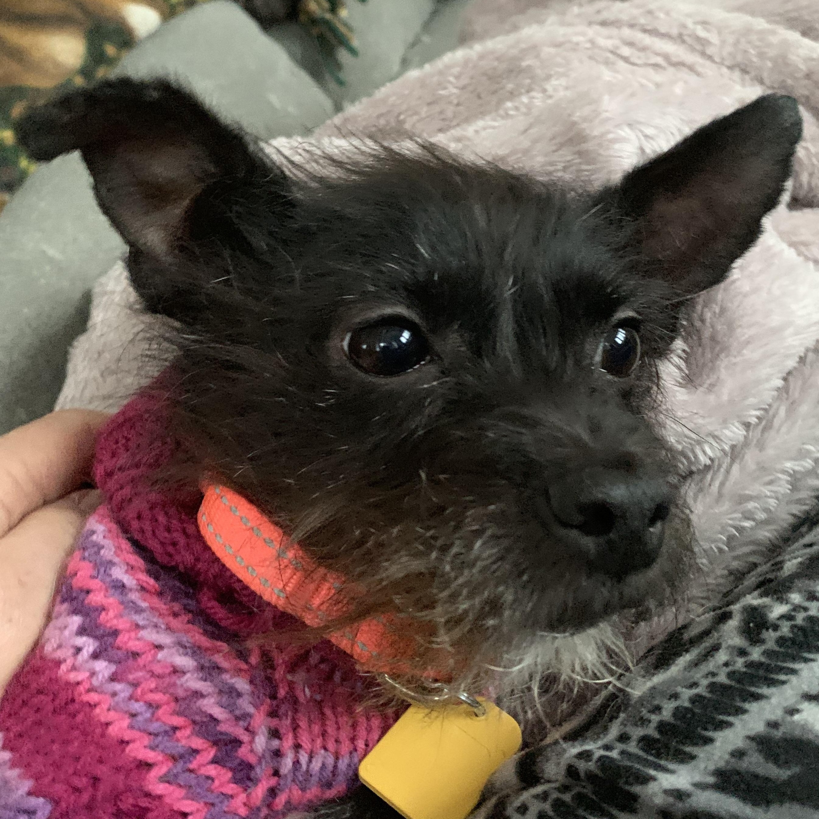 Enlarge Mitsy, an adopted mixed breed in Gravenhurst, ON image 6/6