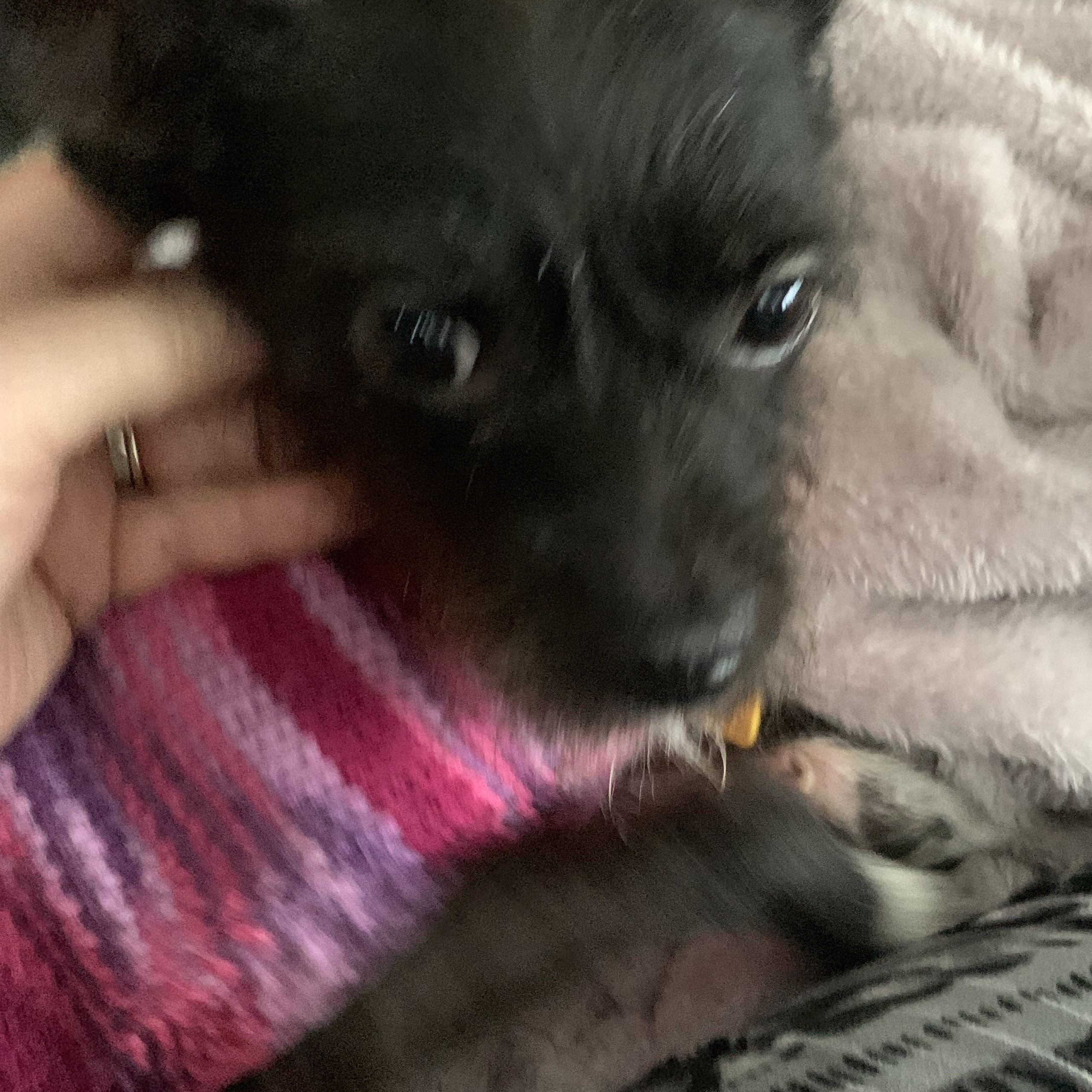 Enlarge Mitsy, an adopted mixed breed in Gravenhurst, ON image 3/6