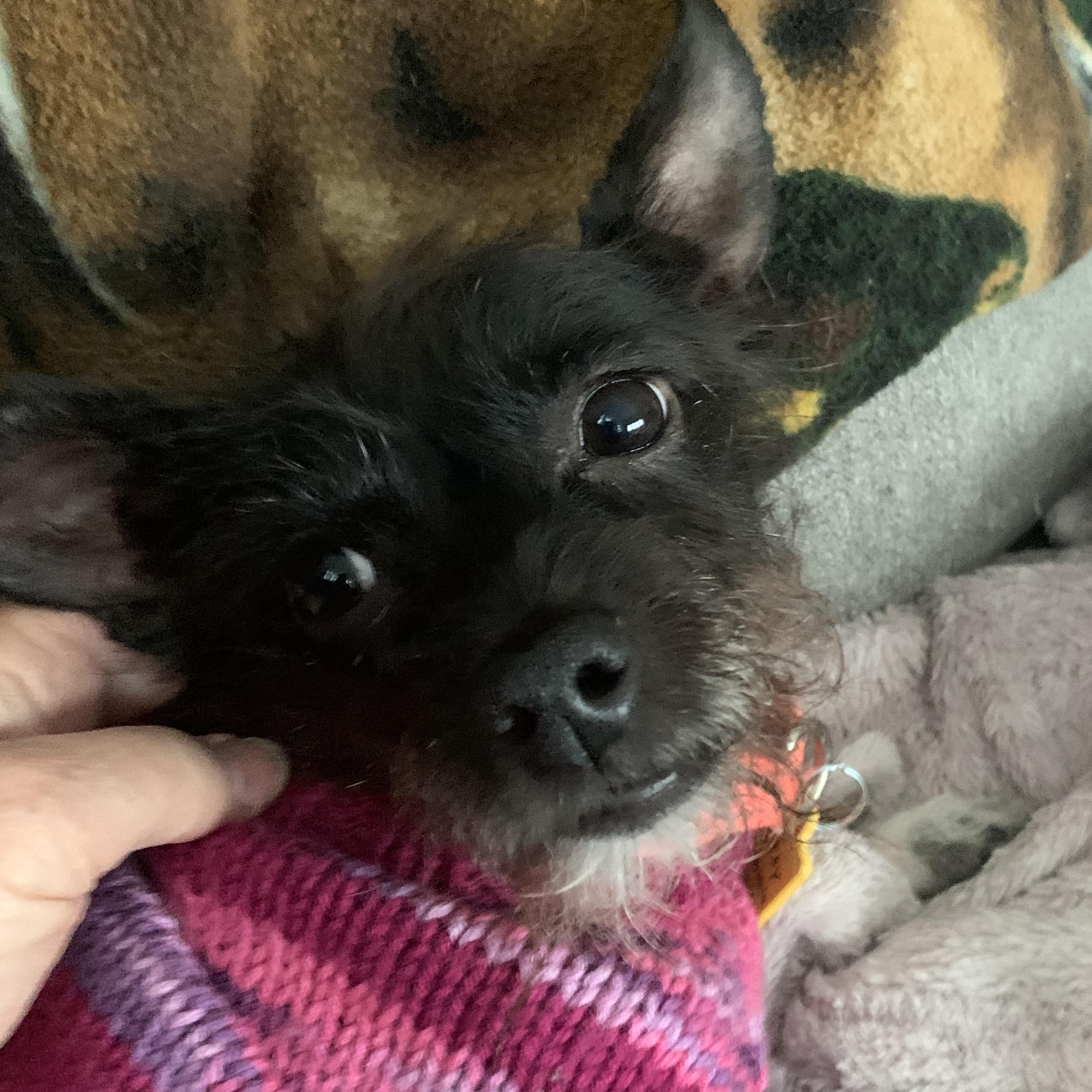 Enlarge Mitsy, an adopted mixed breed in Gravenhurst, ON image 4/6