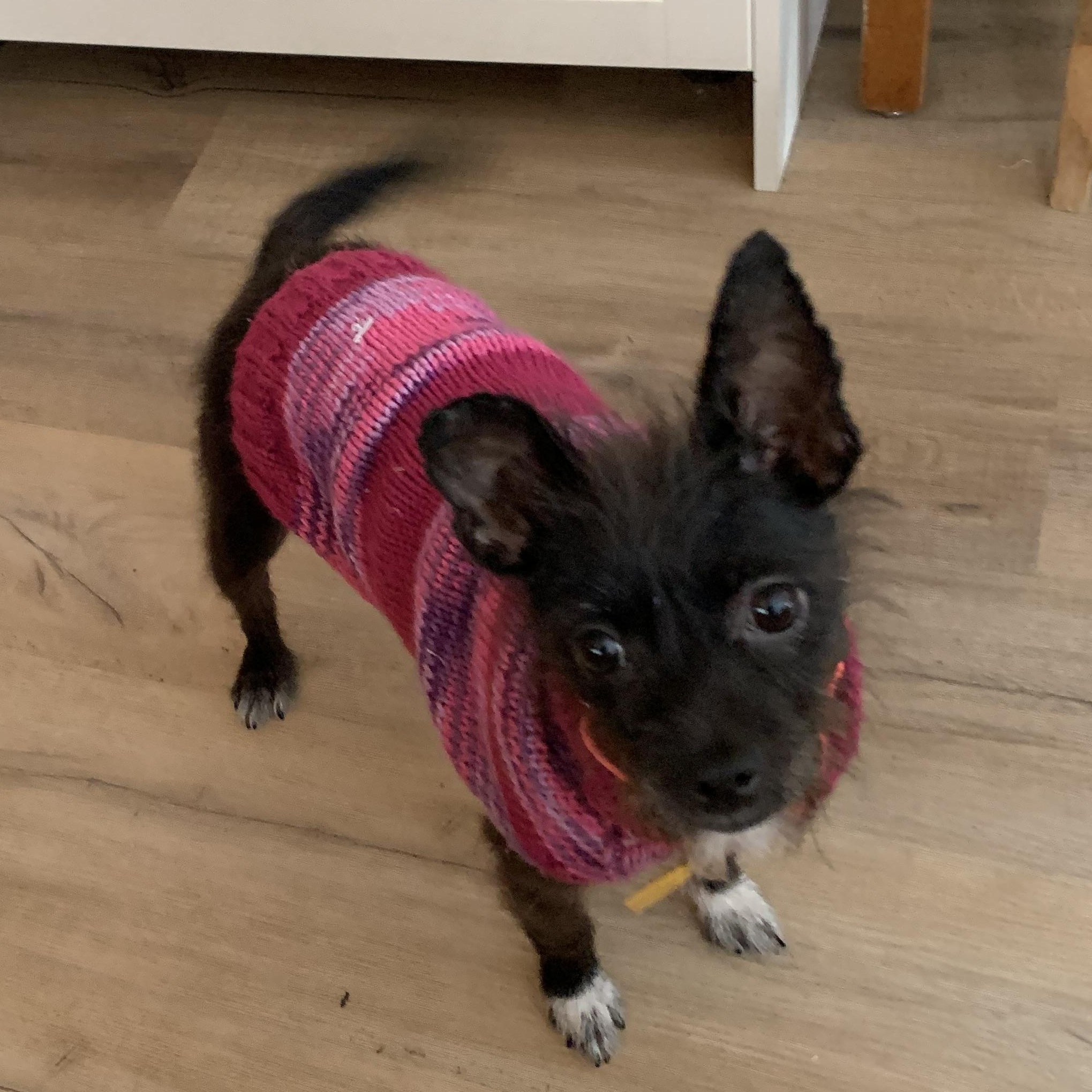 Mitsy, adopted, Adult Female Terrier.