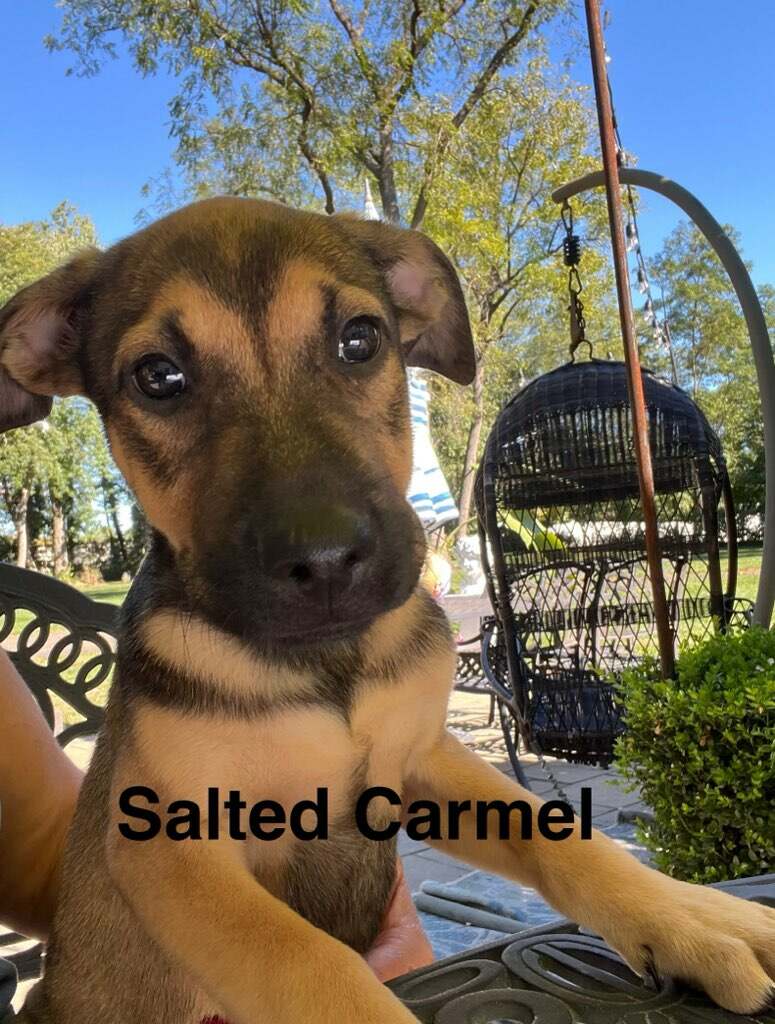 Dog for adoption Salted Caramel, a Labrador Retriever & Shepherd Mix