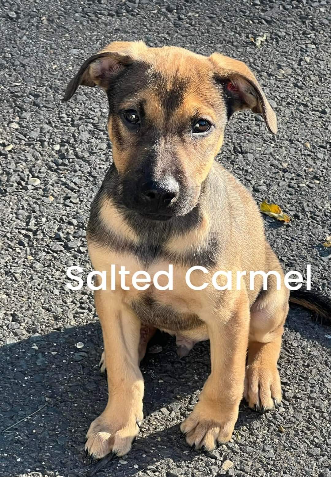 Dog for adoption Salted Caramel, a Labrador Retriever & Shepherd Mix