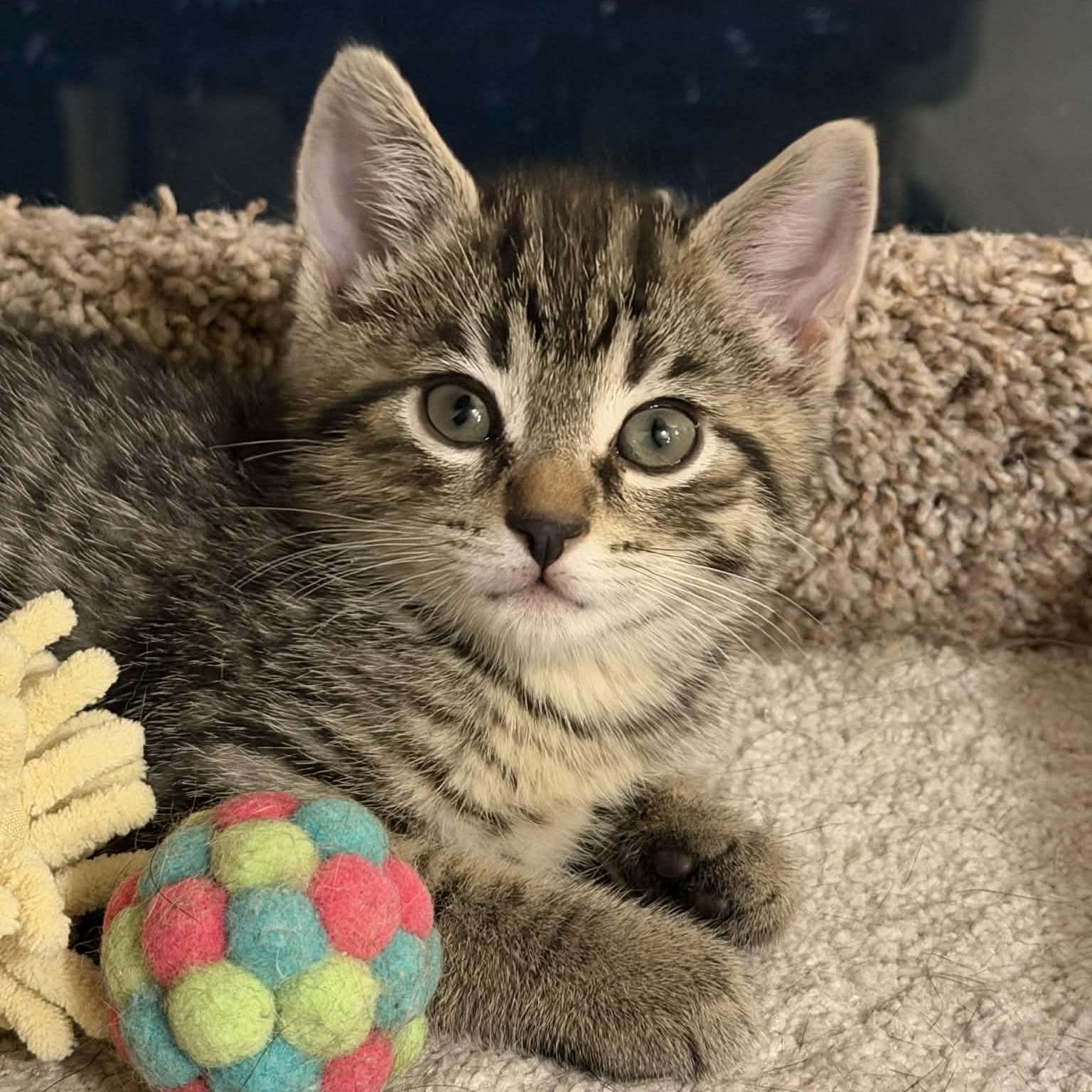 Enlarge Biscuit, an adopted Domestic Short Hair in Martinsville, IN image 2/2