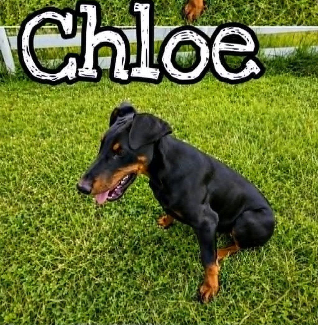 Chloe (19wo, 20lbs), Adoptable, Puppy Female Doberman Pinscher.