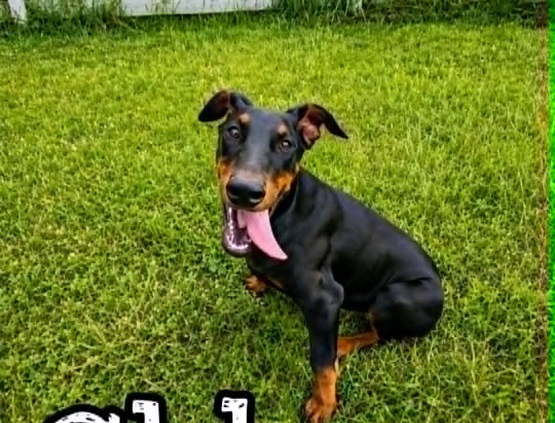 Enlarge Chloe (19wo, 20lbs), a Adoptable Doberman Pinscher in Hinton, WV image 2/2