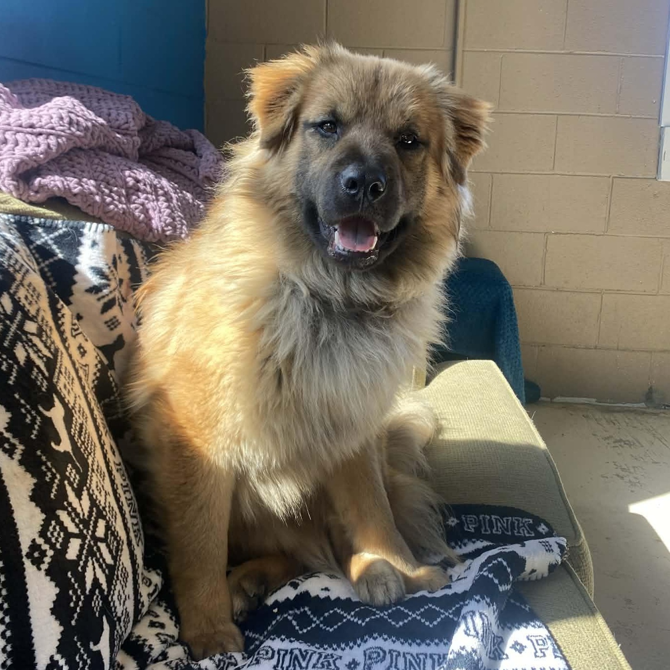 Cliff, ADOPTABLE, Young Male Chow Chow.