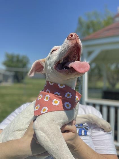 Cloudy, Adoptable, Young Female Mixed Breed & Mixed Breed.