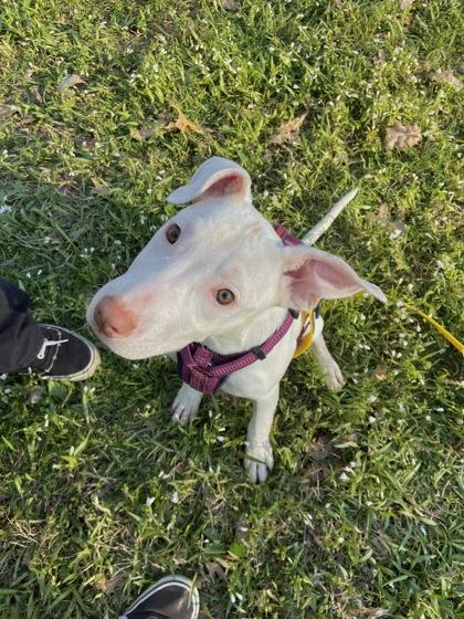 Enlarge Cloudy, a Adoptable mixed breed in Columbus, IN image 2/3