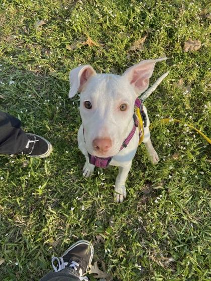 Enlarge Cloudy, a Adoptable mixed breed in Columbus, IN image 3/3