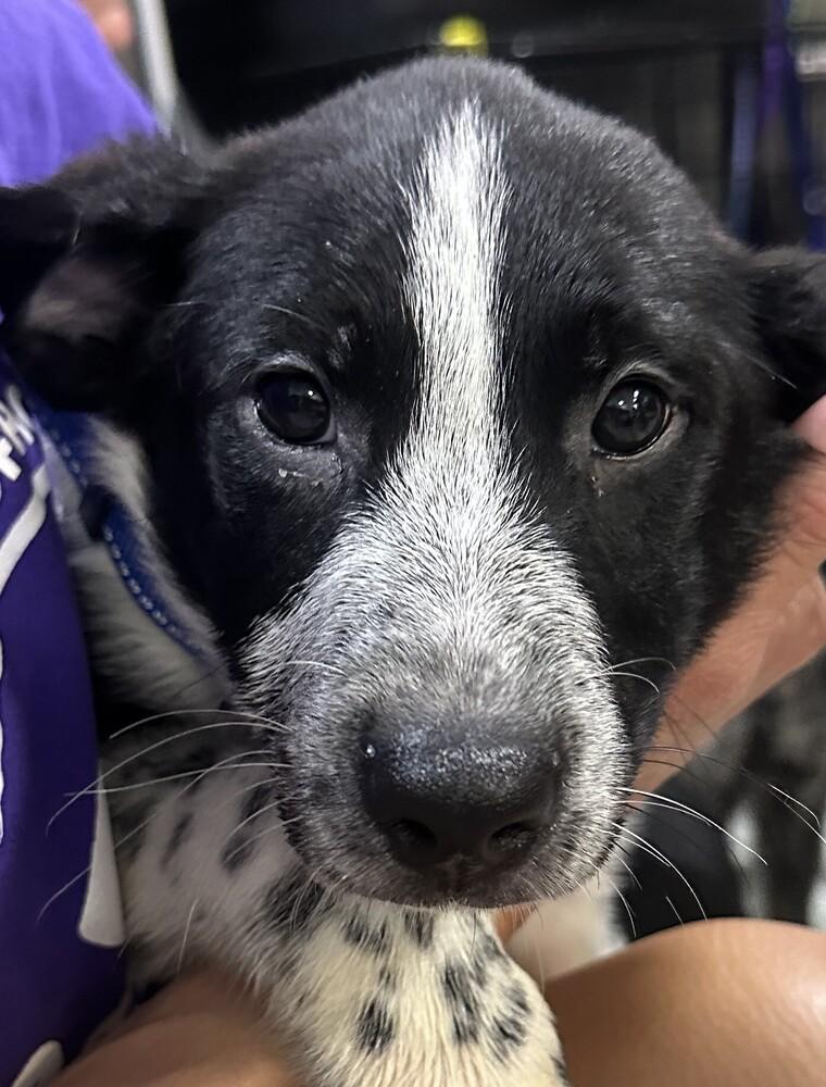 Enlarge Otter Blue Collar, a Adoptable mixed breed in Anoka, MN image 1/1