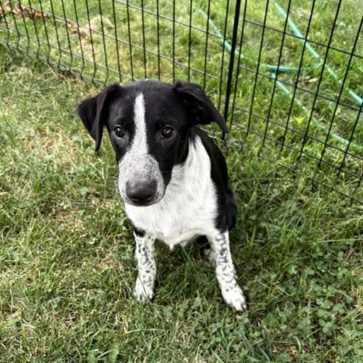 Enlarge Otter Blue Collar, a Adoptable mixed breed in Anoka, MN image 2/2