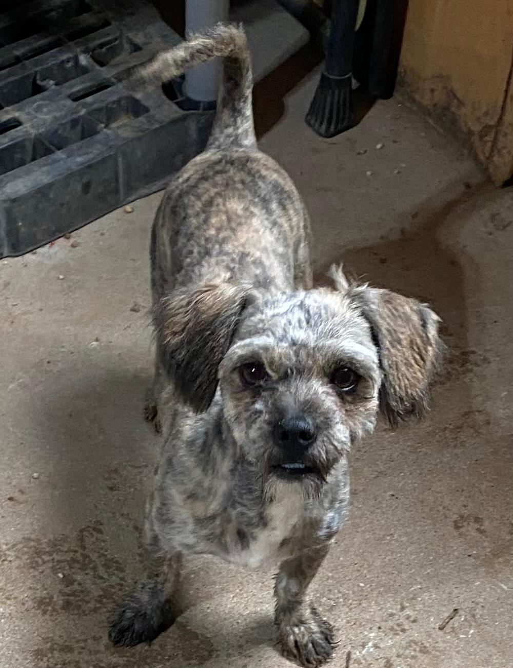 Enlarge Fritz, a ADOPTABLE mixed breed in Post, TX image 1/1
