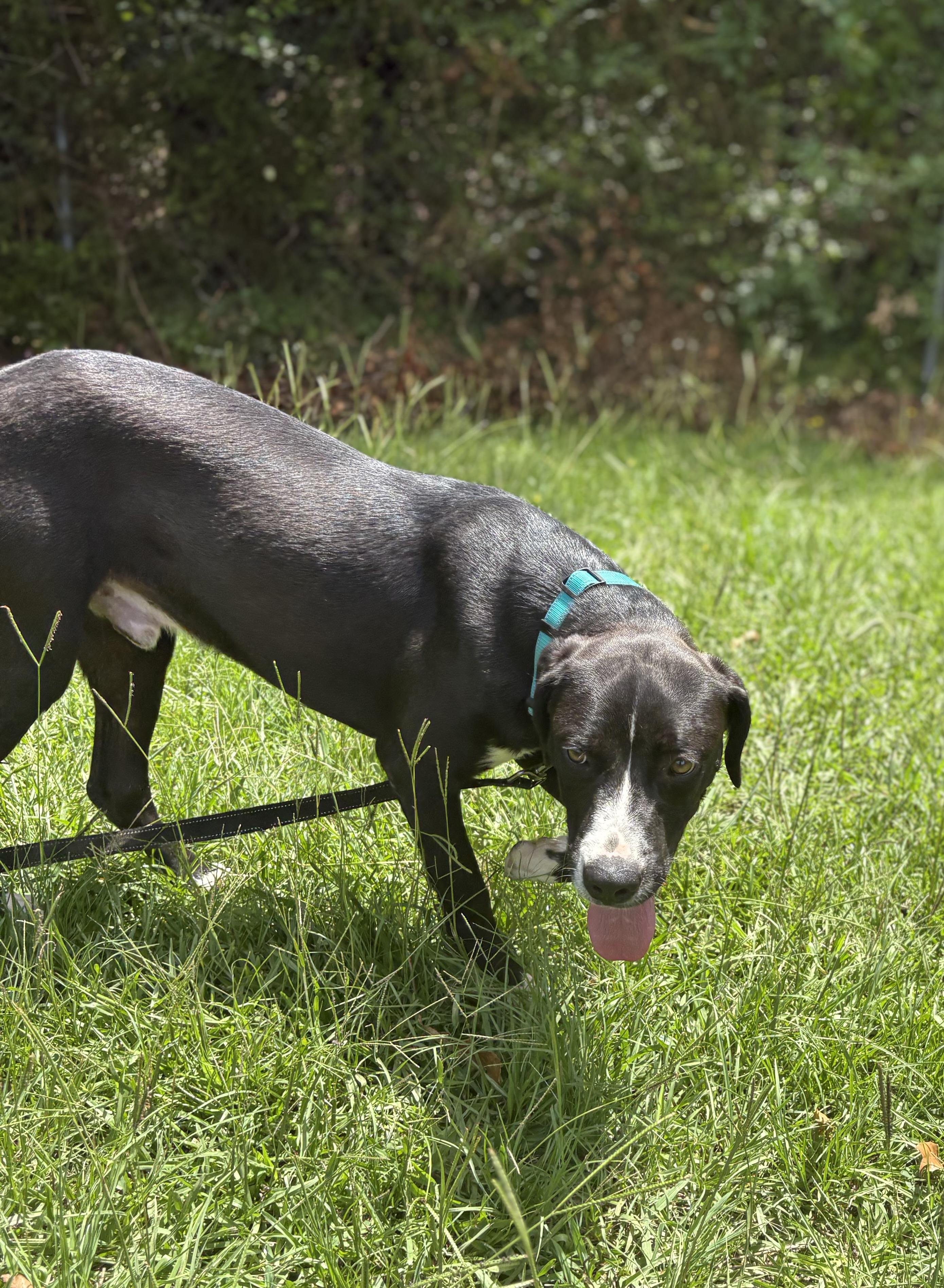 Ranch, a ADOPTABLE Mixed Breed in Winnsboro, SC image 4/6