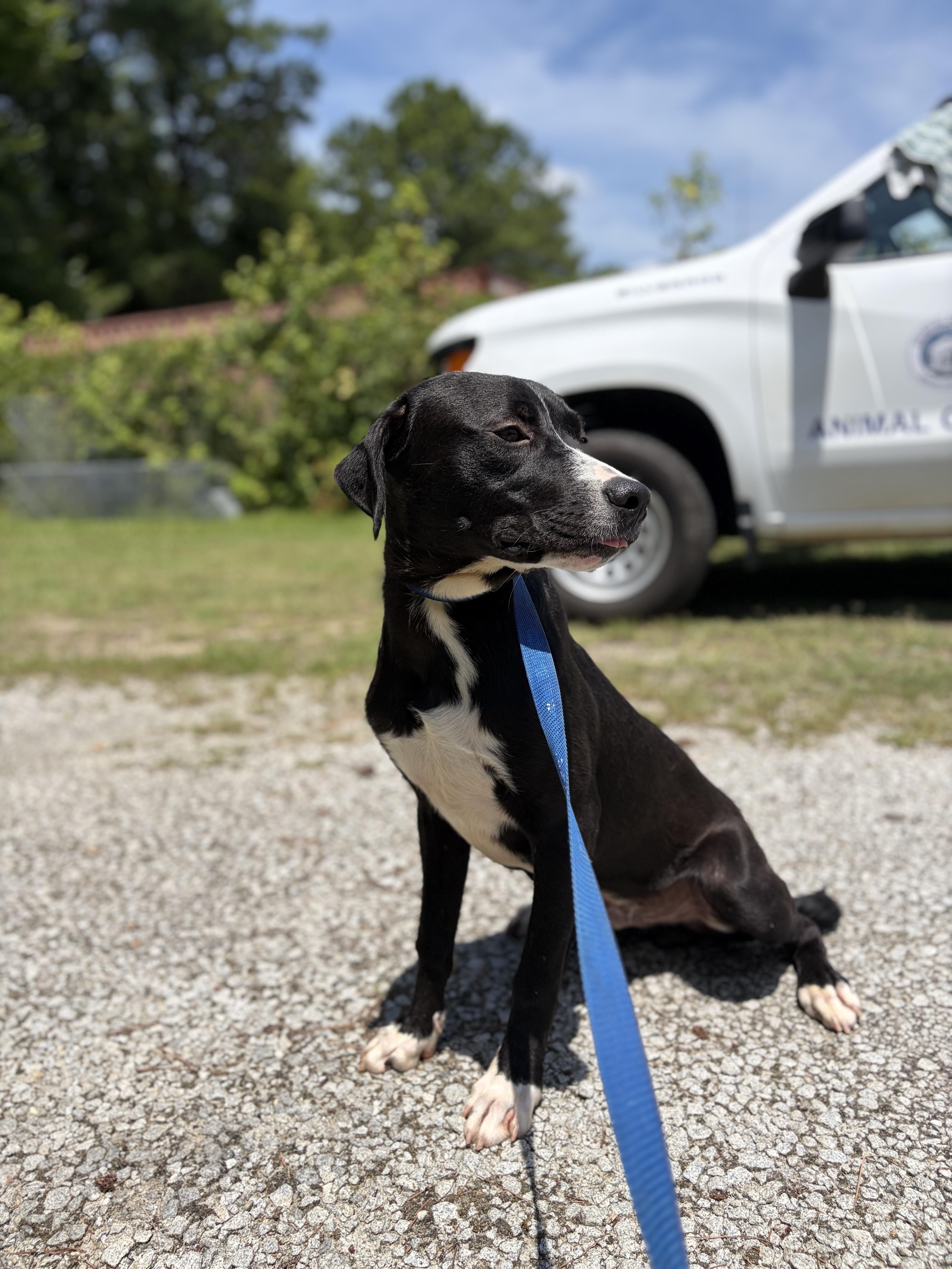 Ranch, a ADOPTABLE Mixed Breed in Winnsboro, SC image 3/6