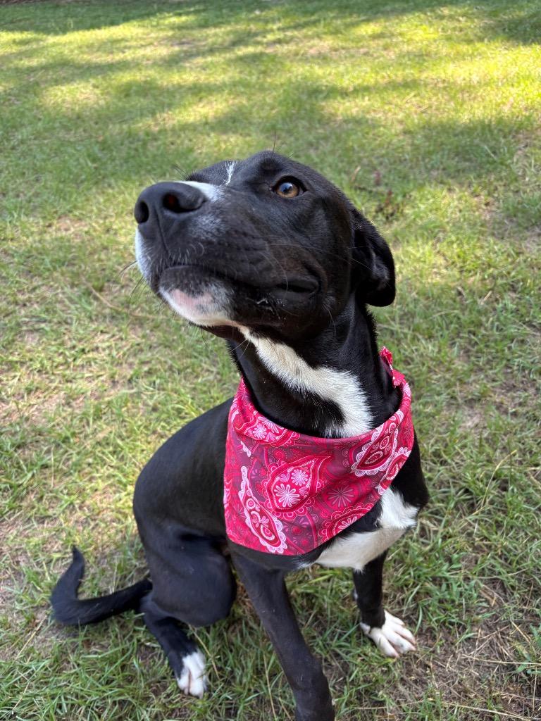 Ranch, a ADOPTABLE mixed breed in Winnsboro, SC image 4/5