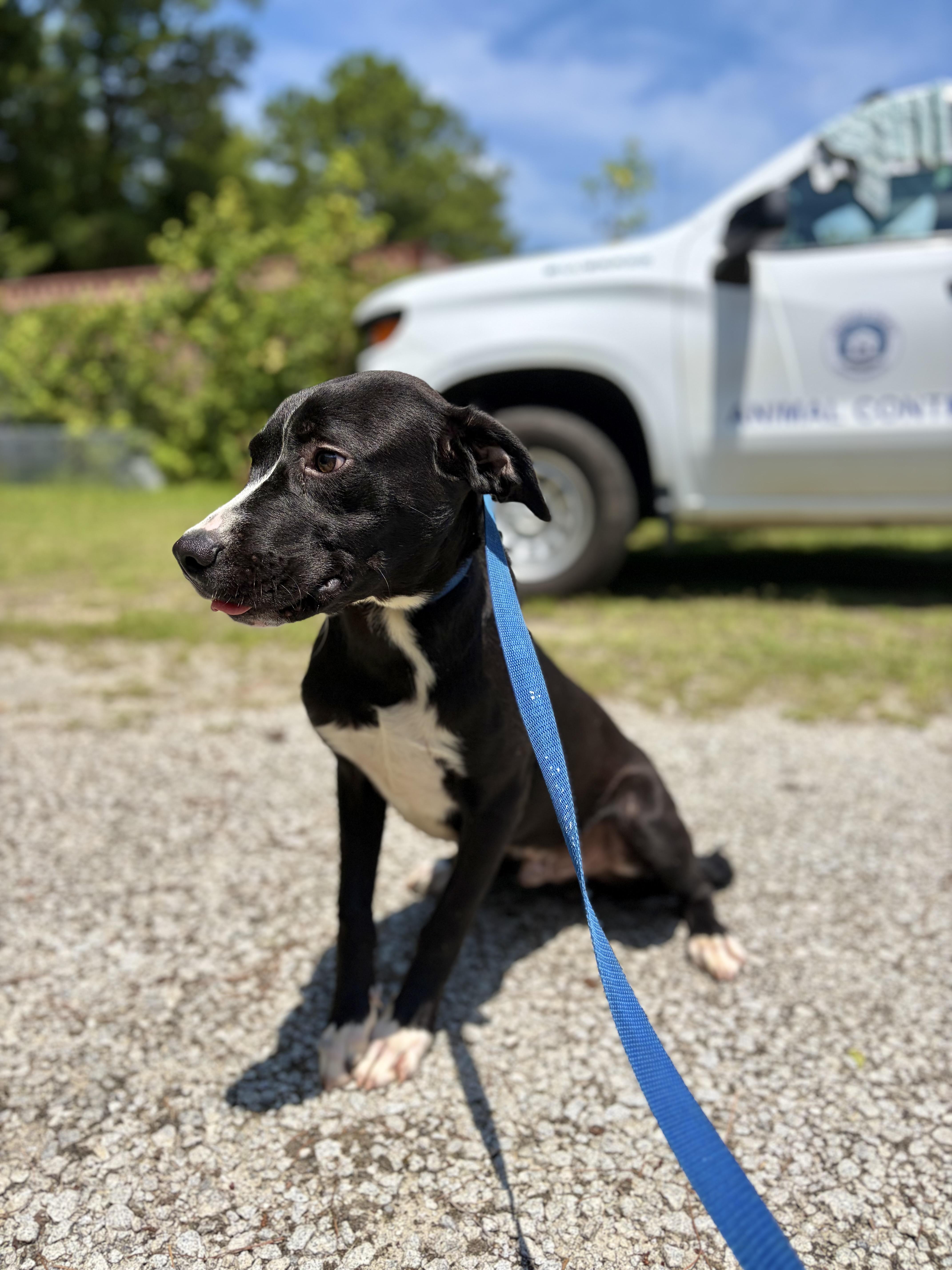Ranch, ADOPTABLE, Young Male Mixed Breed.