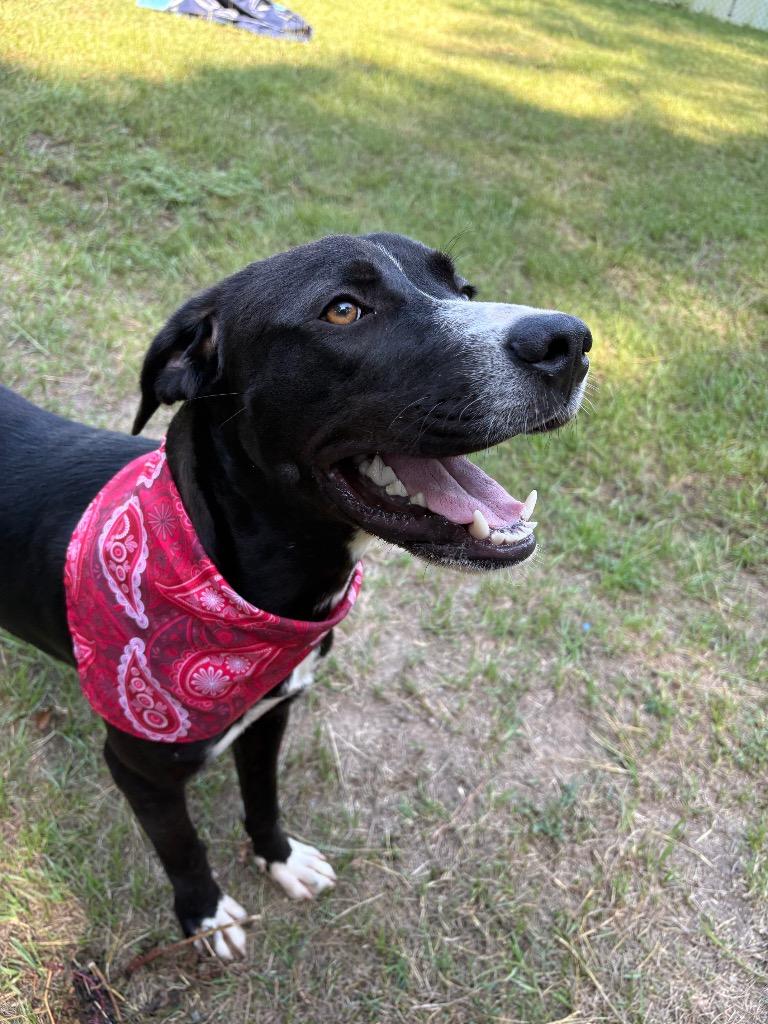 Ranch, a ADOPTABLE mixed breed in Winnsboro, SC image 3/5