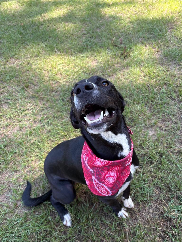 Ranch, ADOPTABLE, Young Male Mixed Breed & Great Dane.