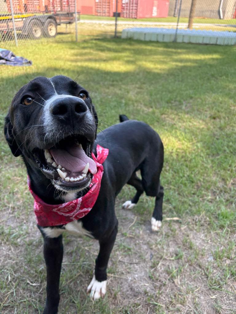 Ranch, a ADOPTABLE mixed breed in Winnsboro, SC image 2/5
