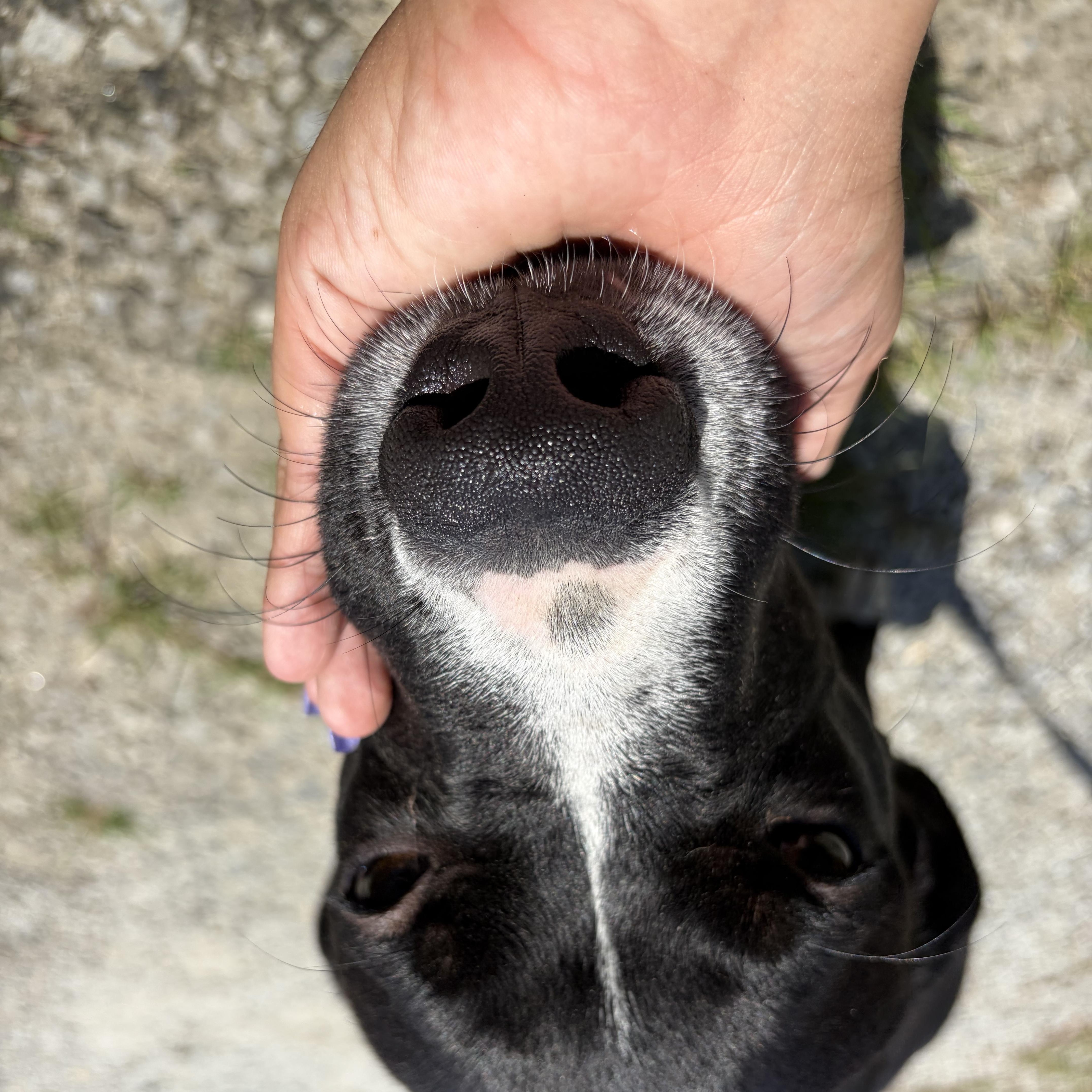 Ranch, a ADOPTABLE Mixed Breed in Winnsboro, SC image 5/6
