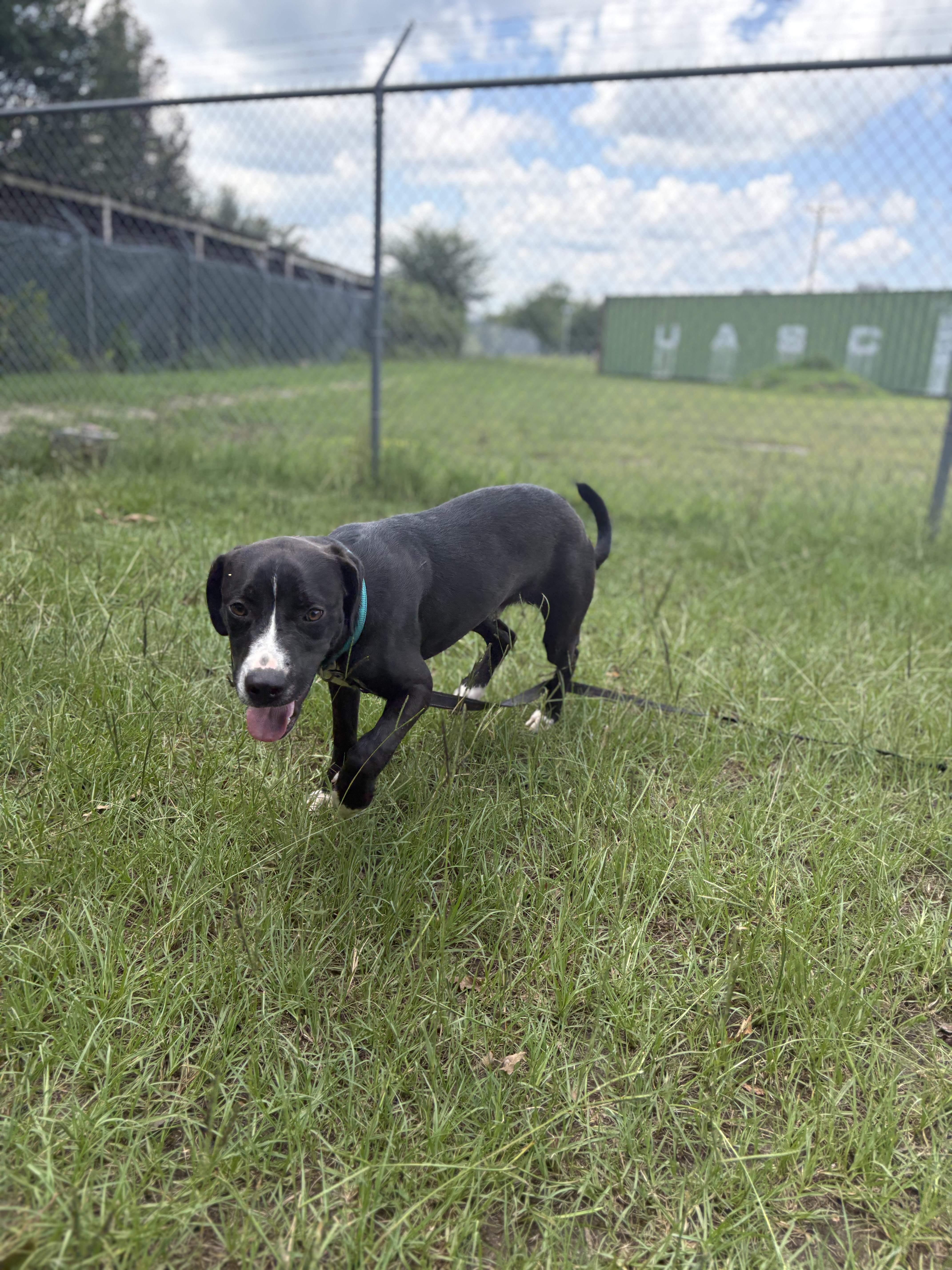 Ranch, a ADOPTABLE Mixed Breed in Winnsboro, SC image 6/6