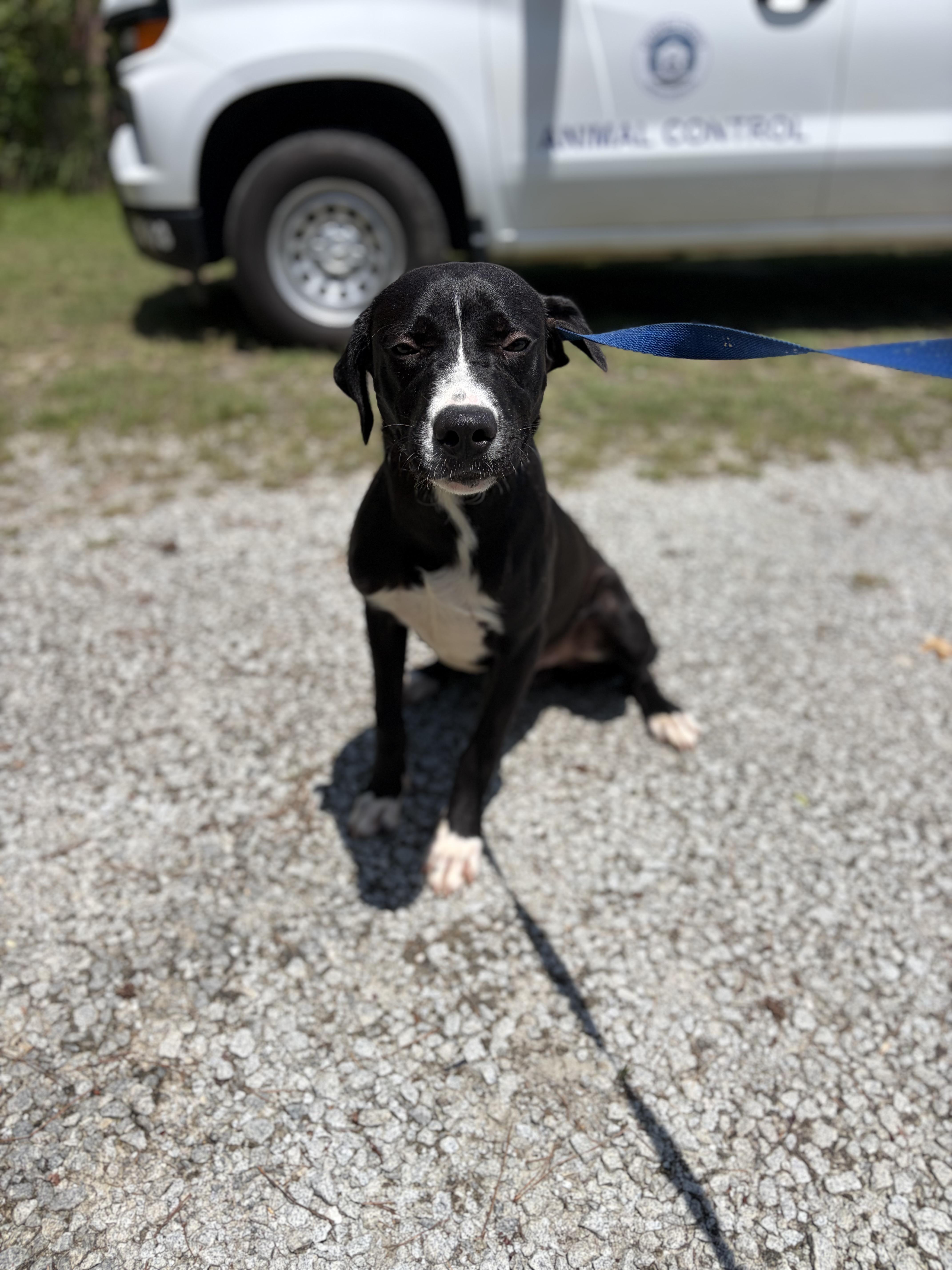 Ranch, a ADOPTABLE Mixed Breed in Winnsboro, SC image 2/6